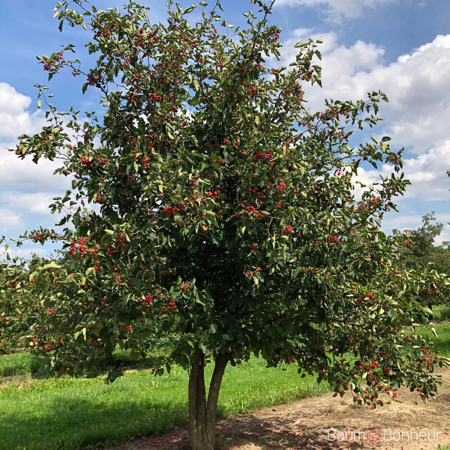 Crataegus coccinea
