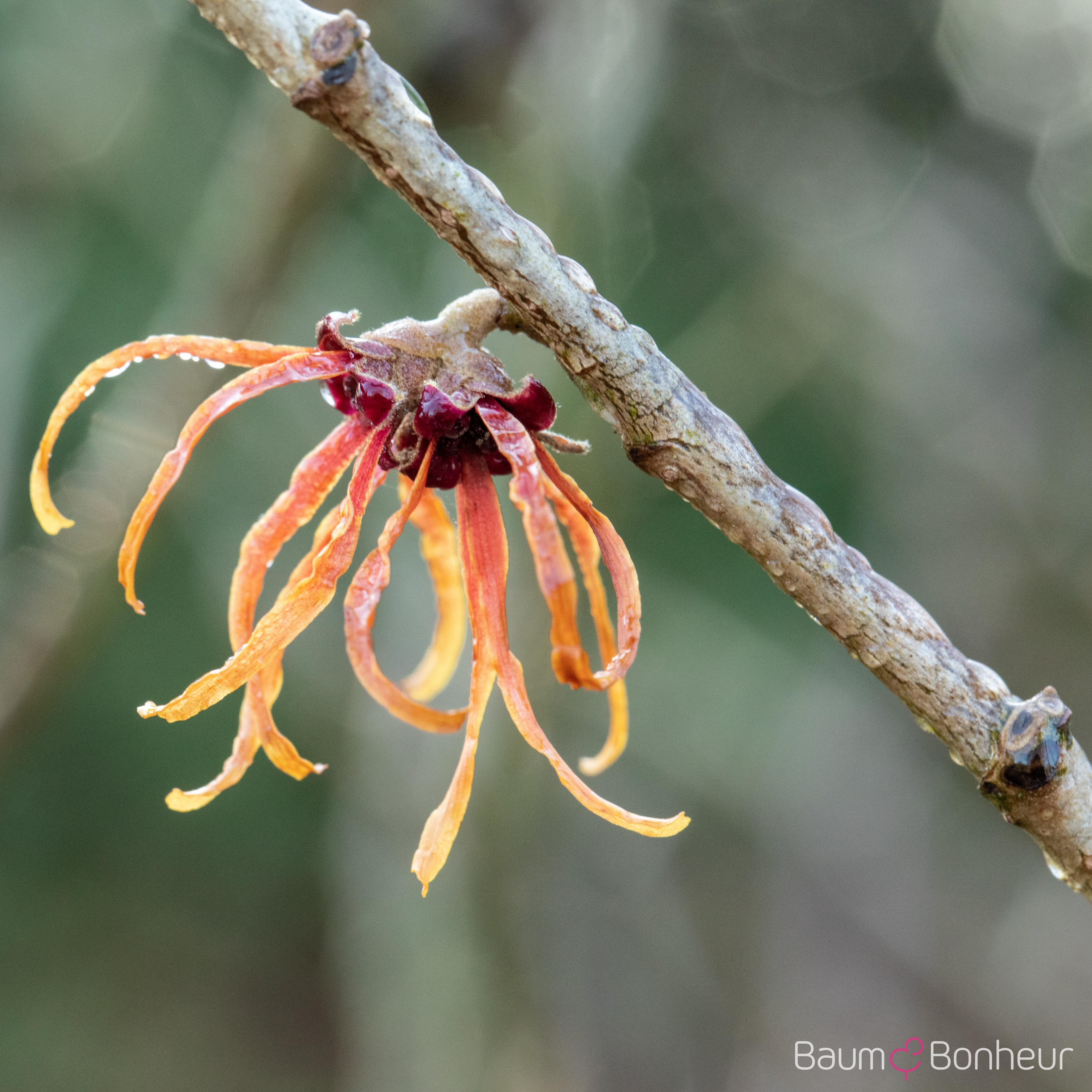 Hamamelis intermedia 'Jelena'