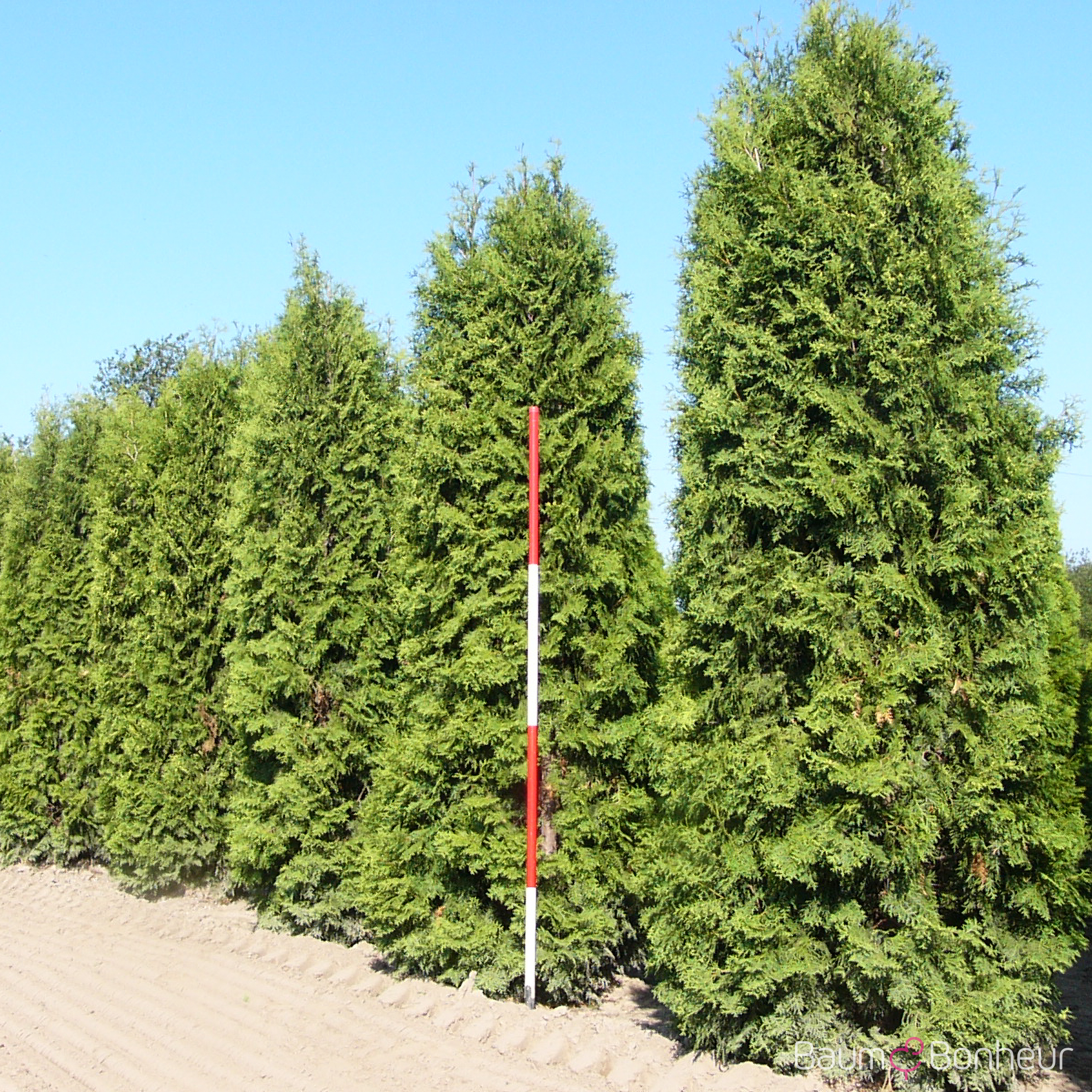 Thuja occidentalis 'Columna'