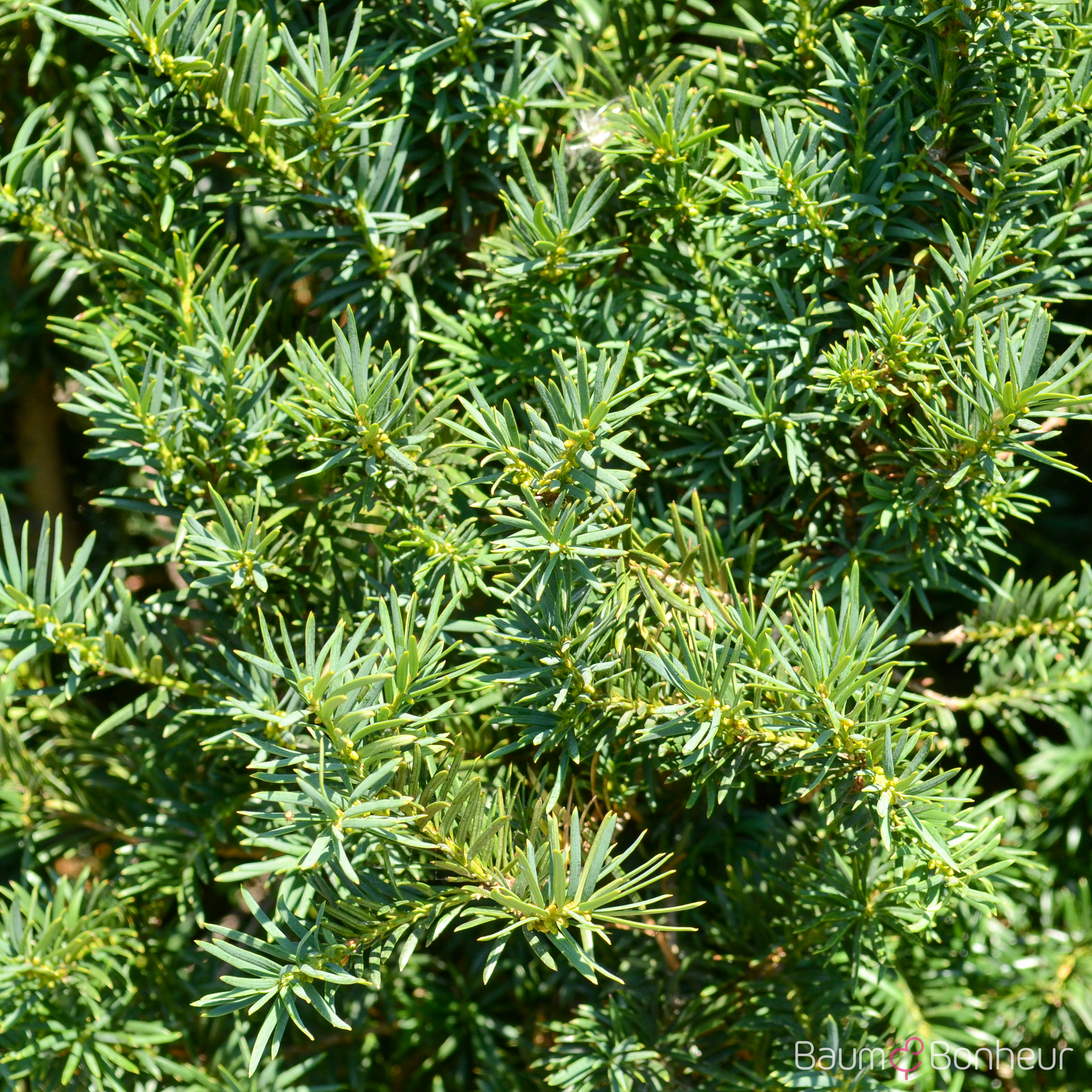 Taxus baccata 'Overeynderi'