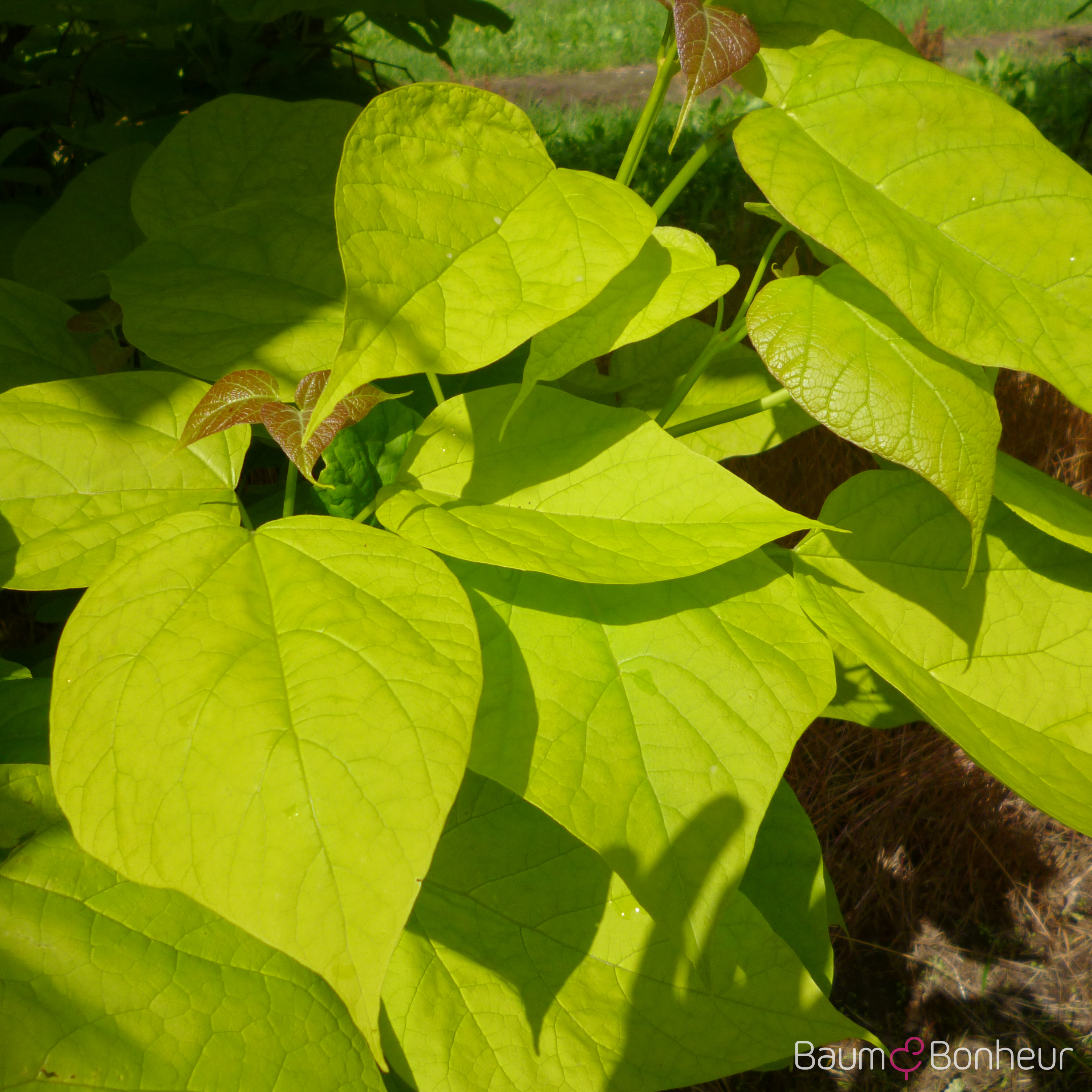 Catalpa bignonioides 'Aurea'