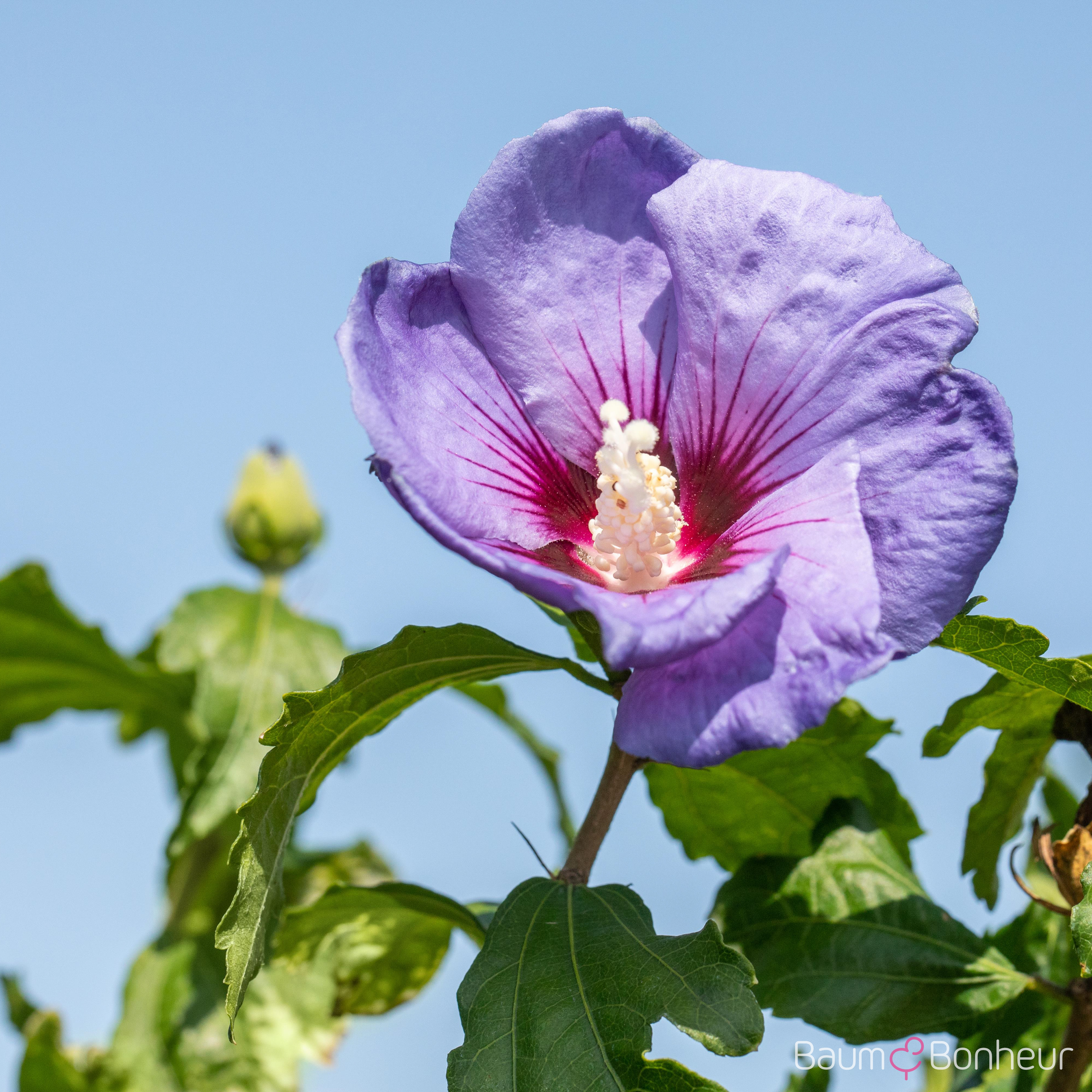 Hibiscus syriacus 'Oiseau Bleu'