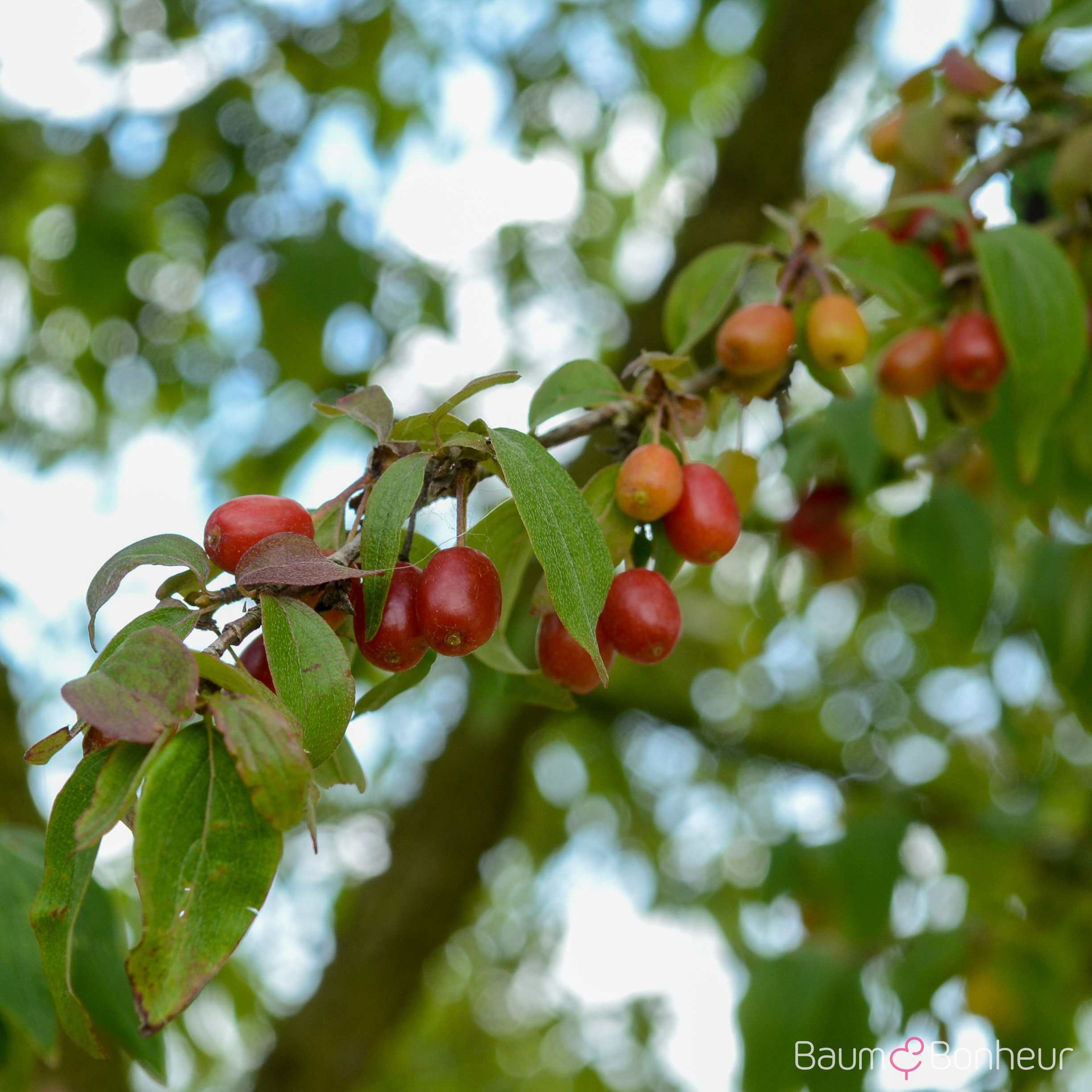 Cornus mas