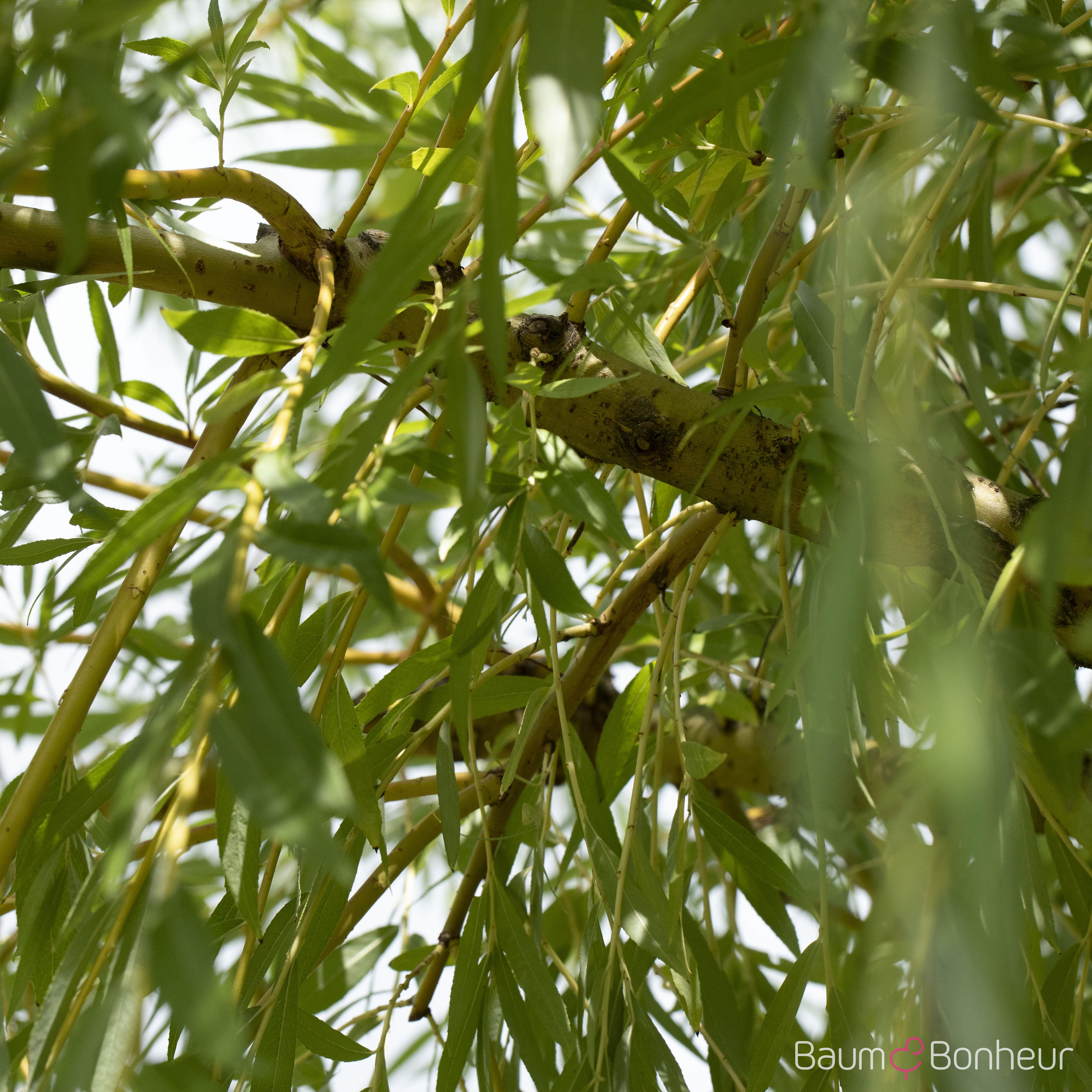 Salix viminalis