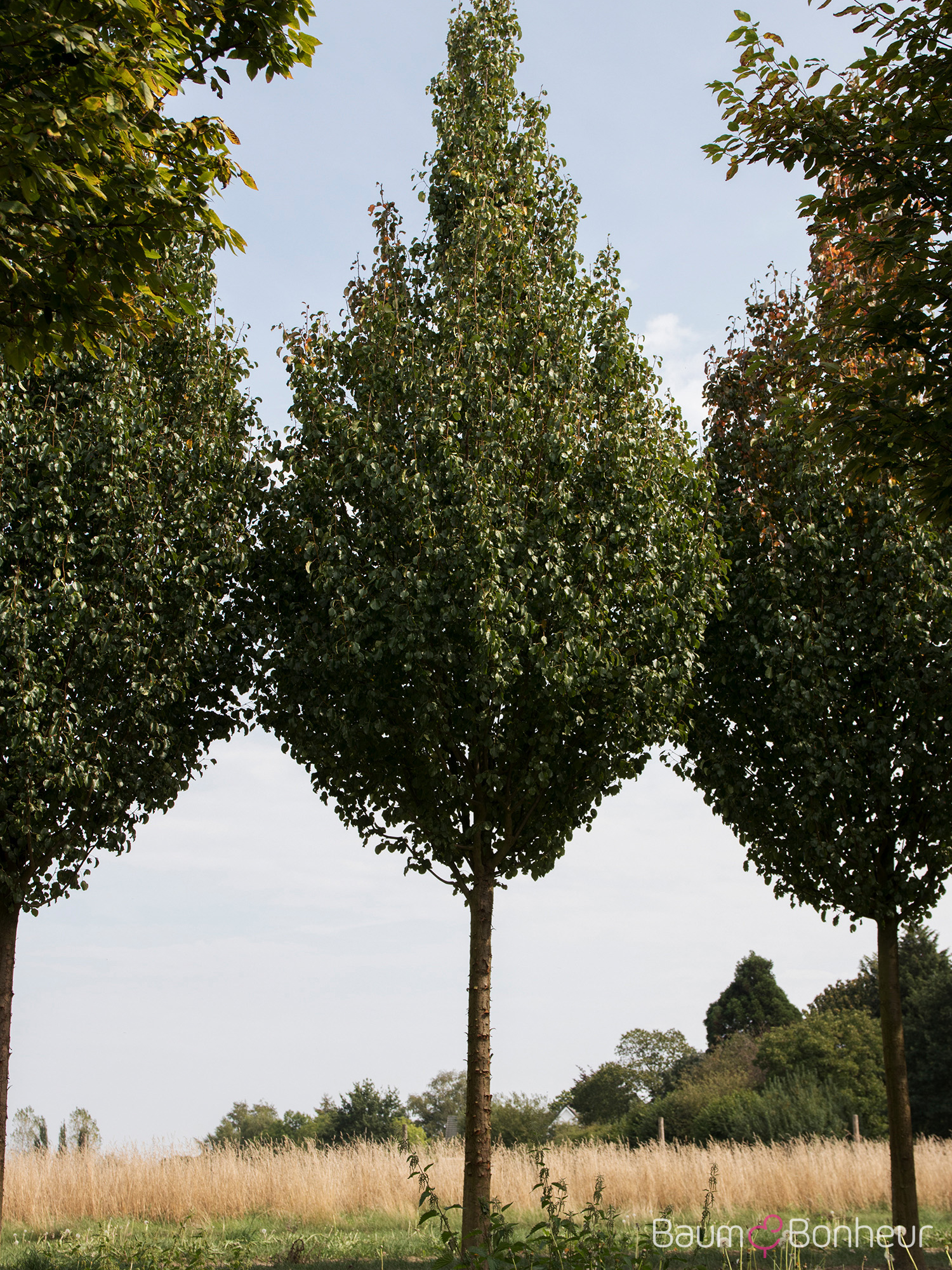Pyrus caucasica