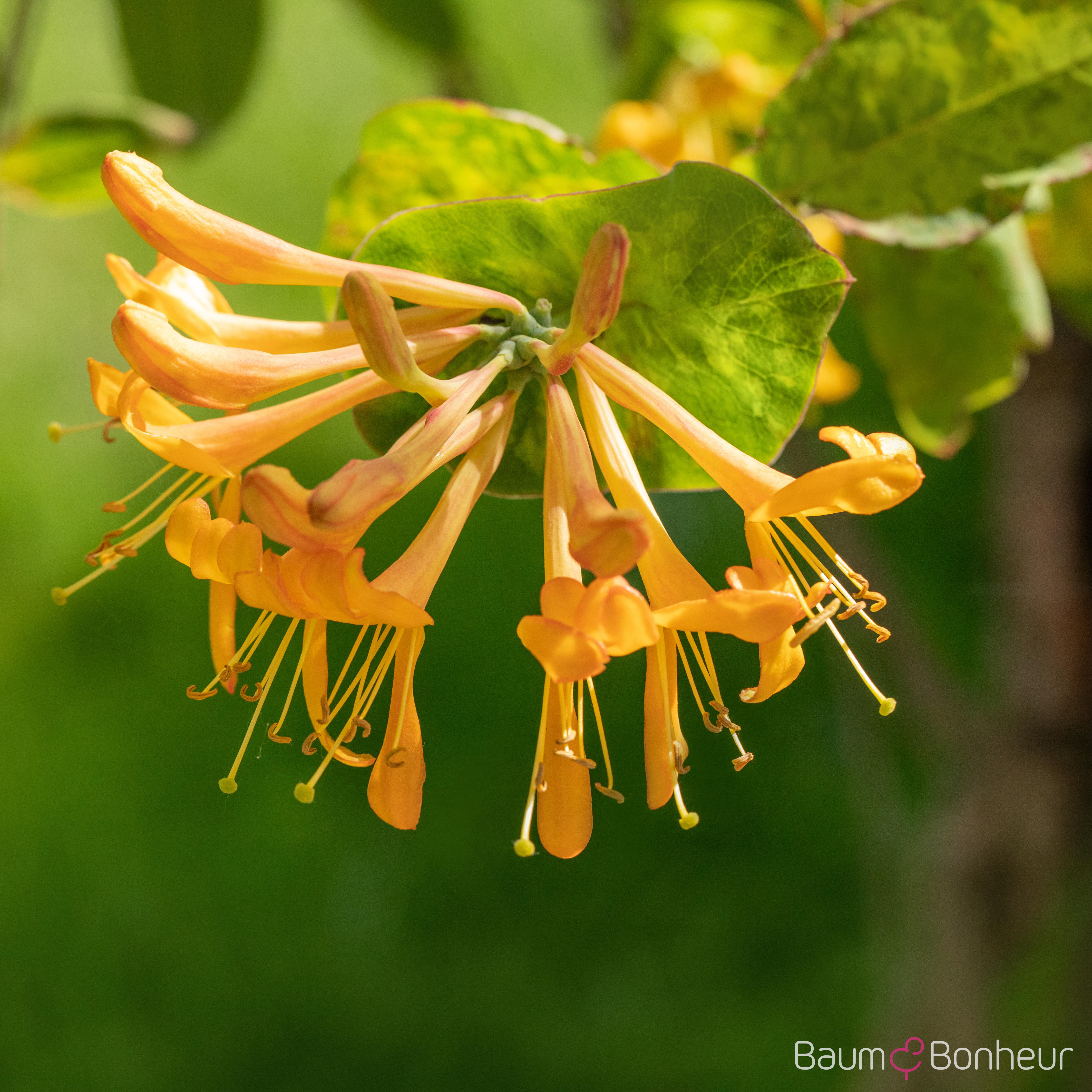 Lonicera tellmanniana
