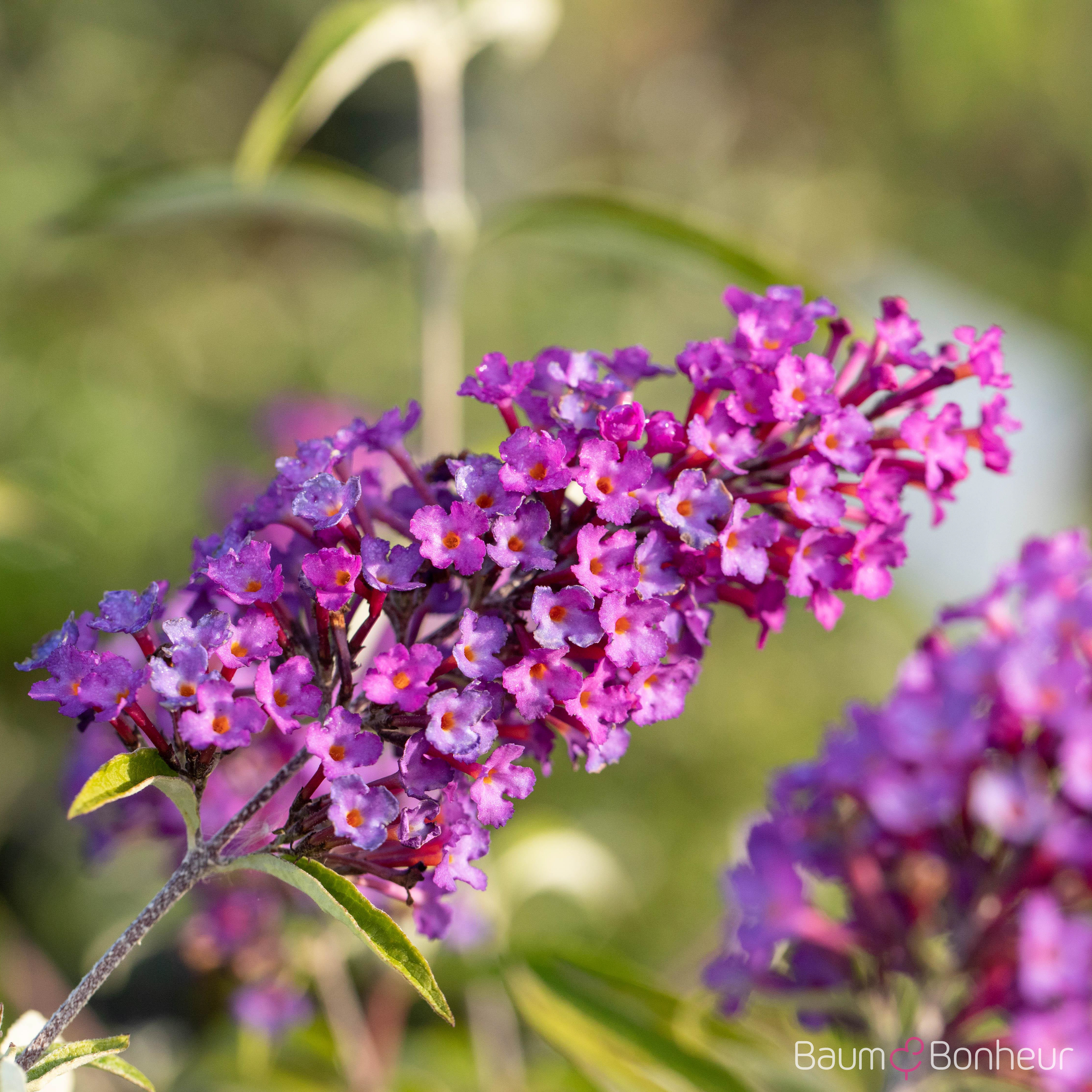 Buddleja davidii 'Nanho Purple'