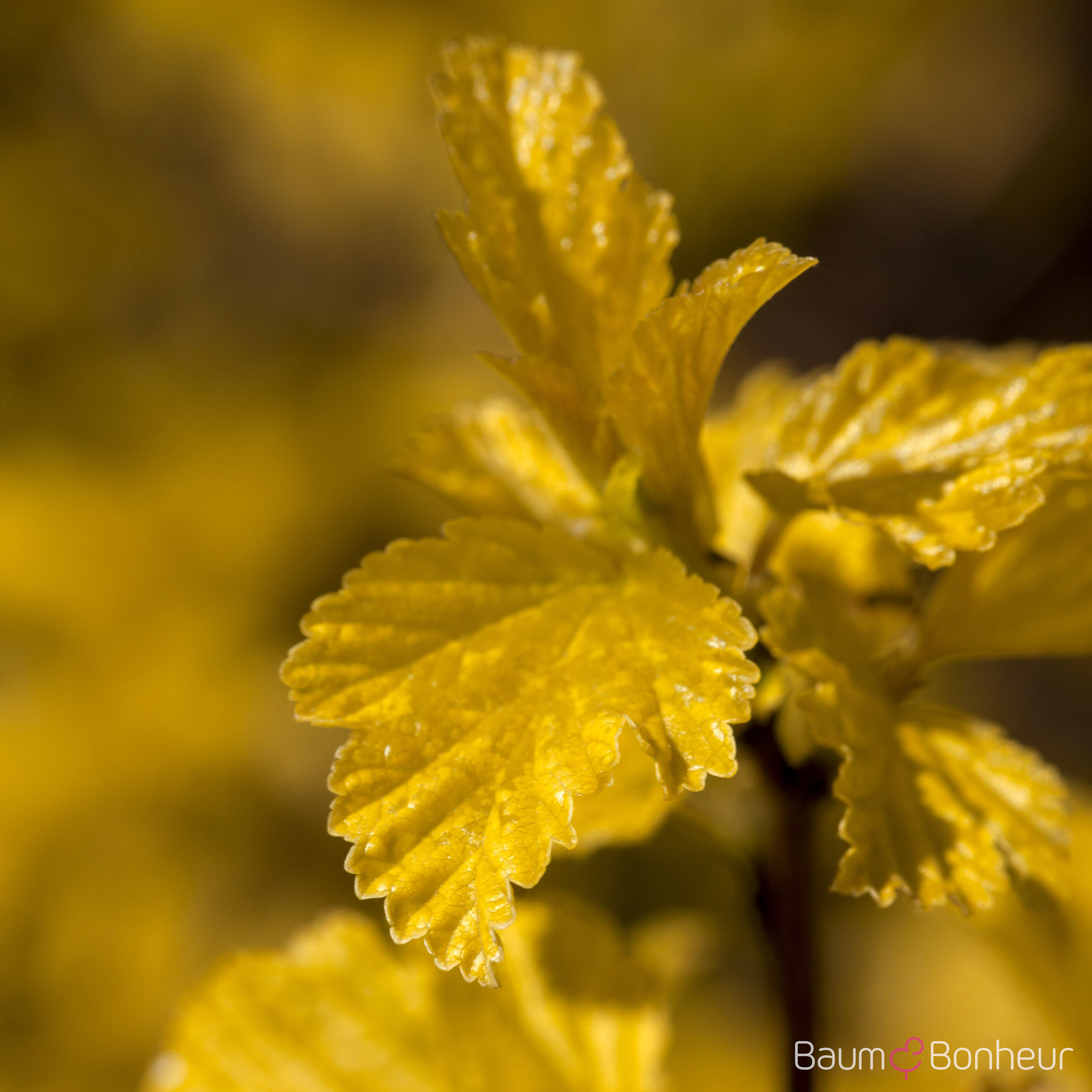 Physocarpus opulifolius 'Dart's Gold'