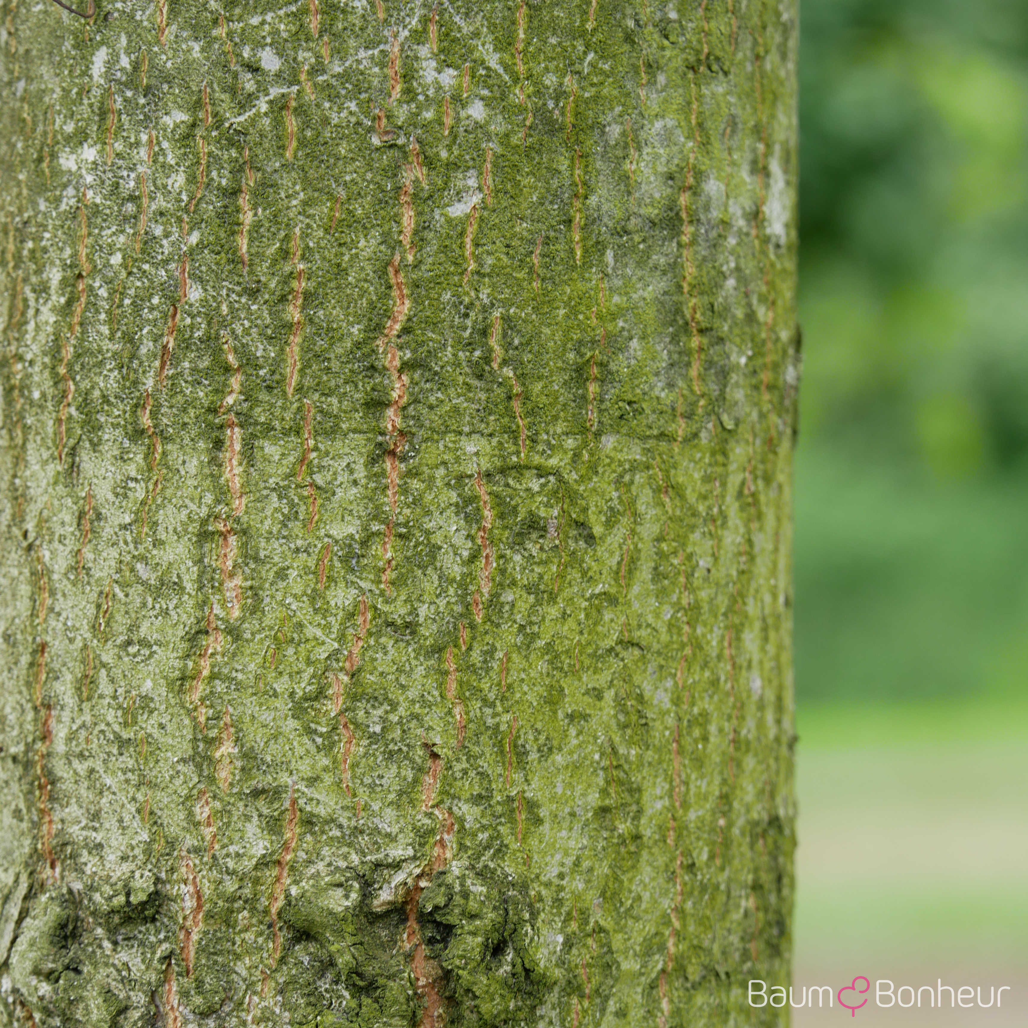 Tilia platyphyllos 'Örebro'