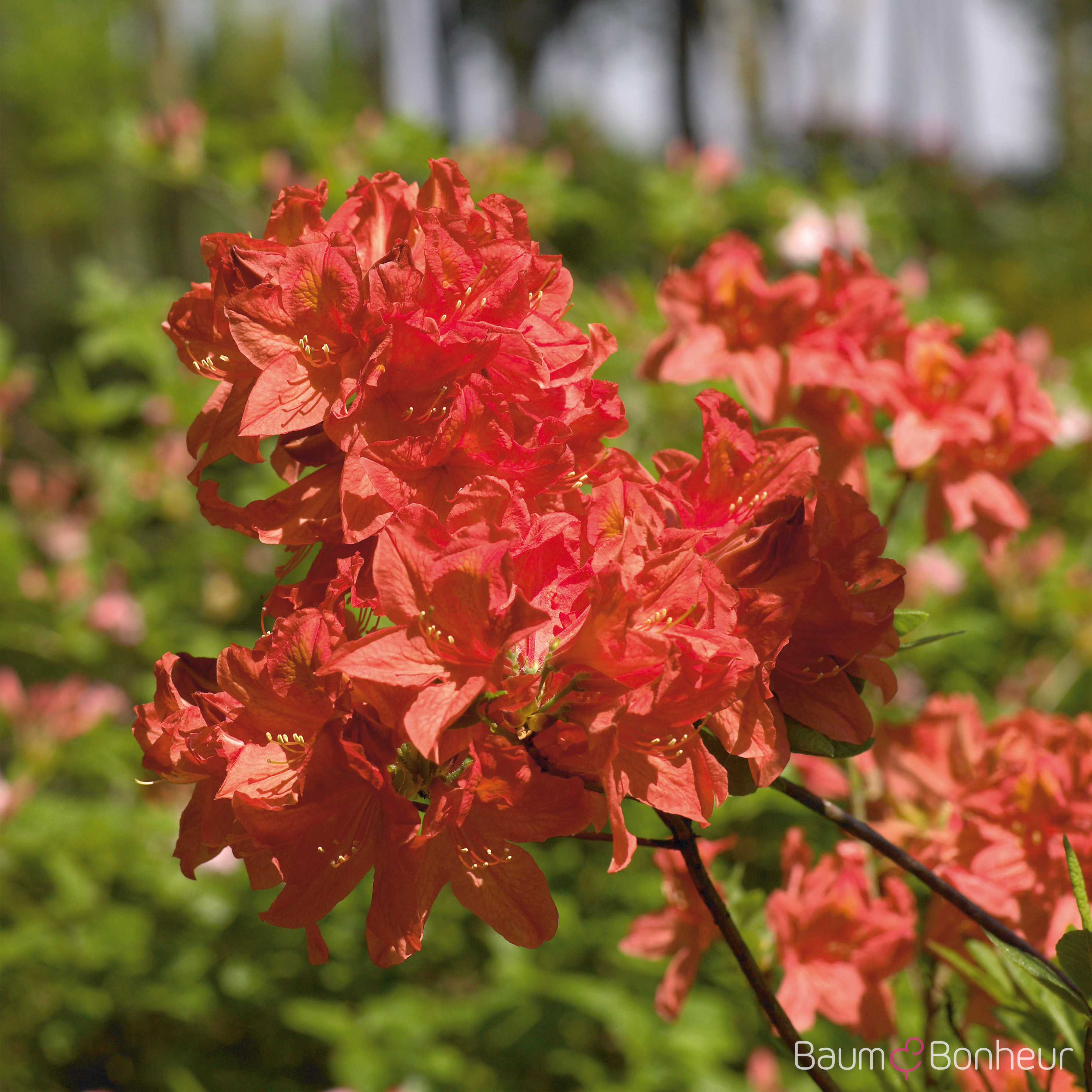 Rhododendron luteum 'Satan'