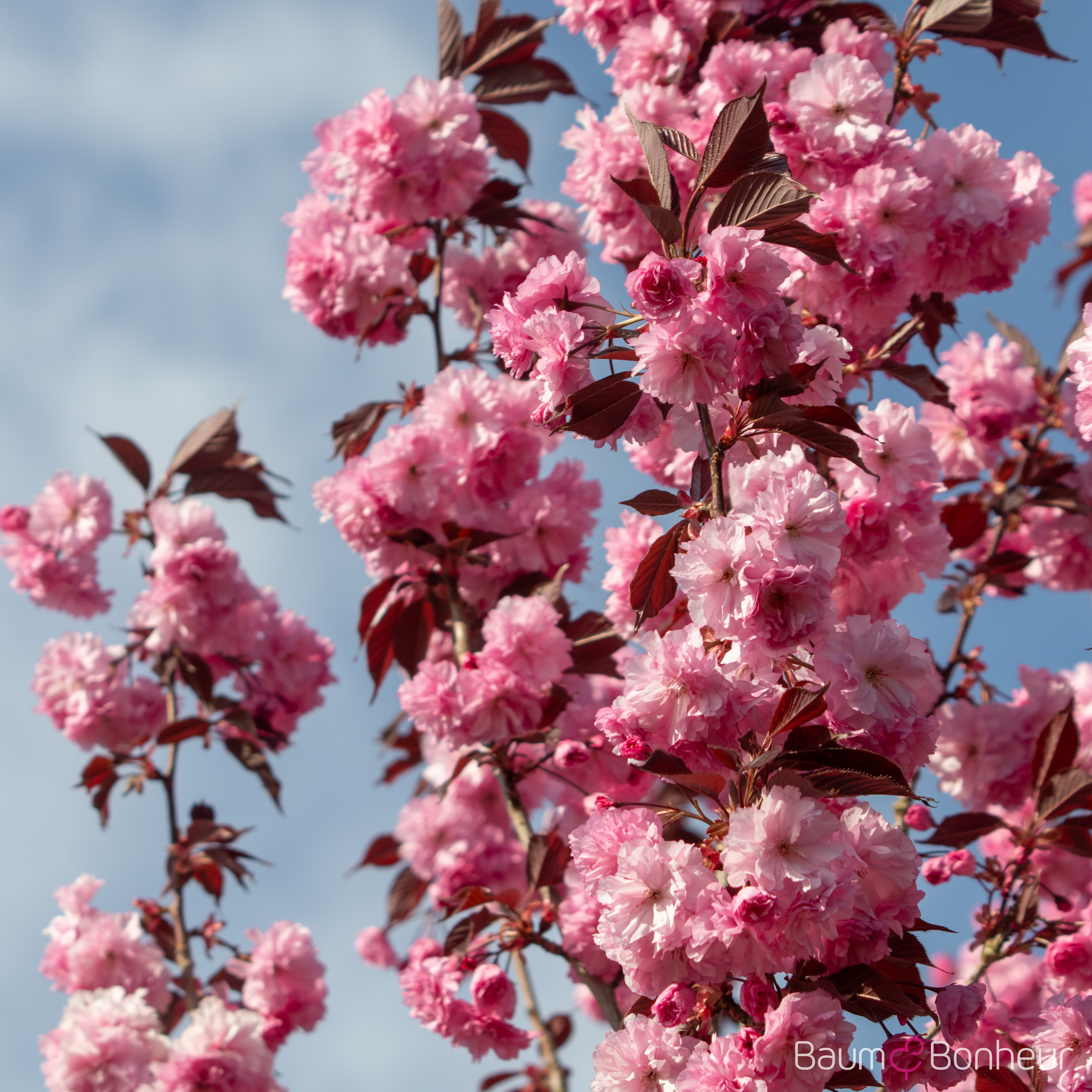 Prunus serrulata 'Royal Burgundy'