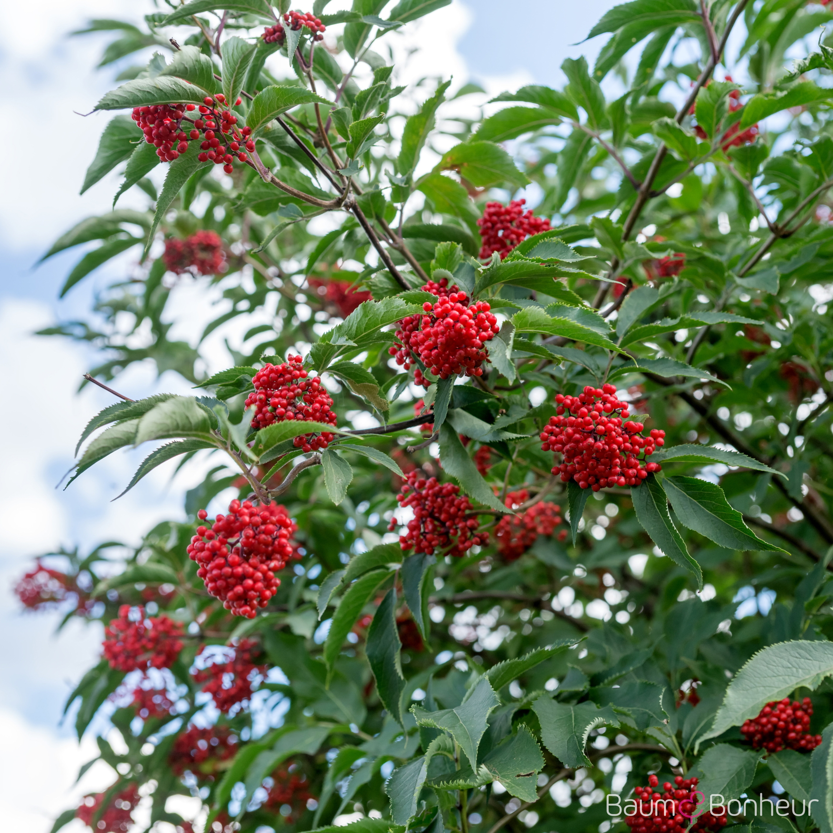 Sambucus racemosa