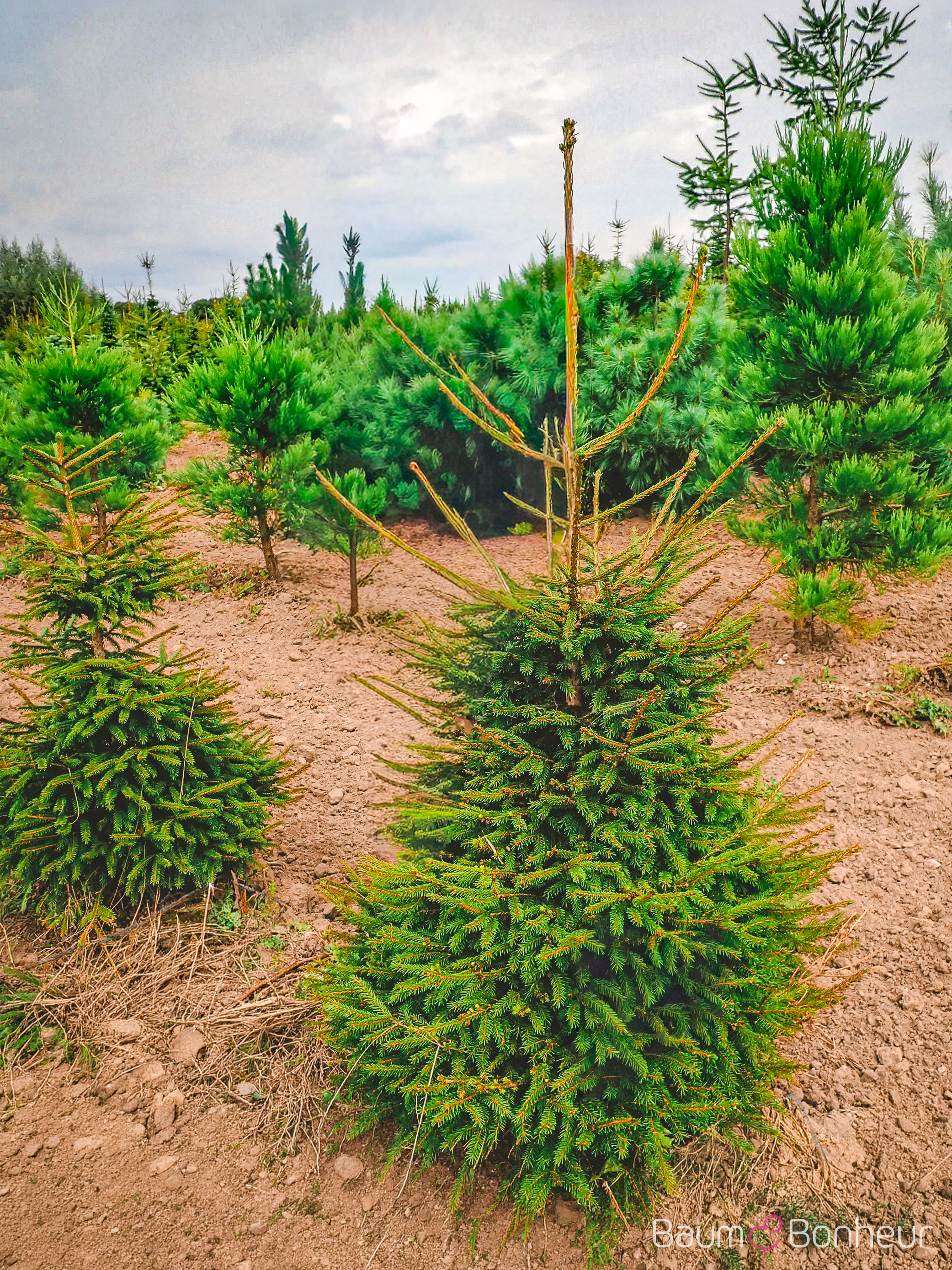 Picea orientalis
