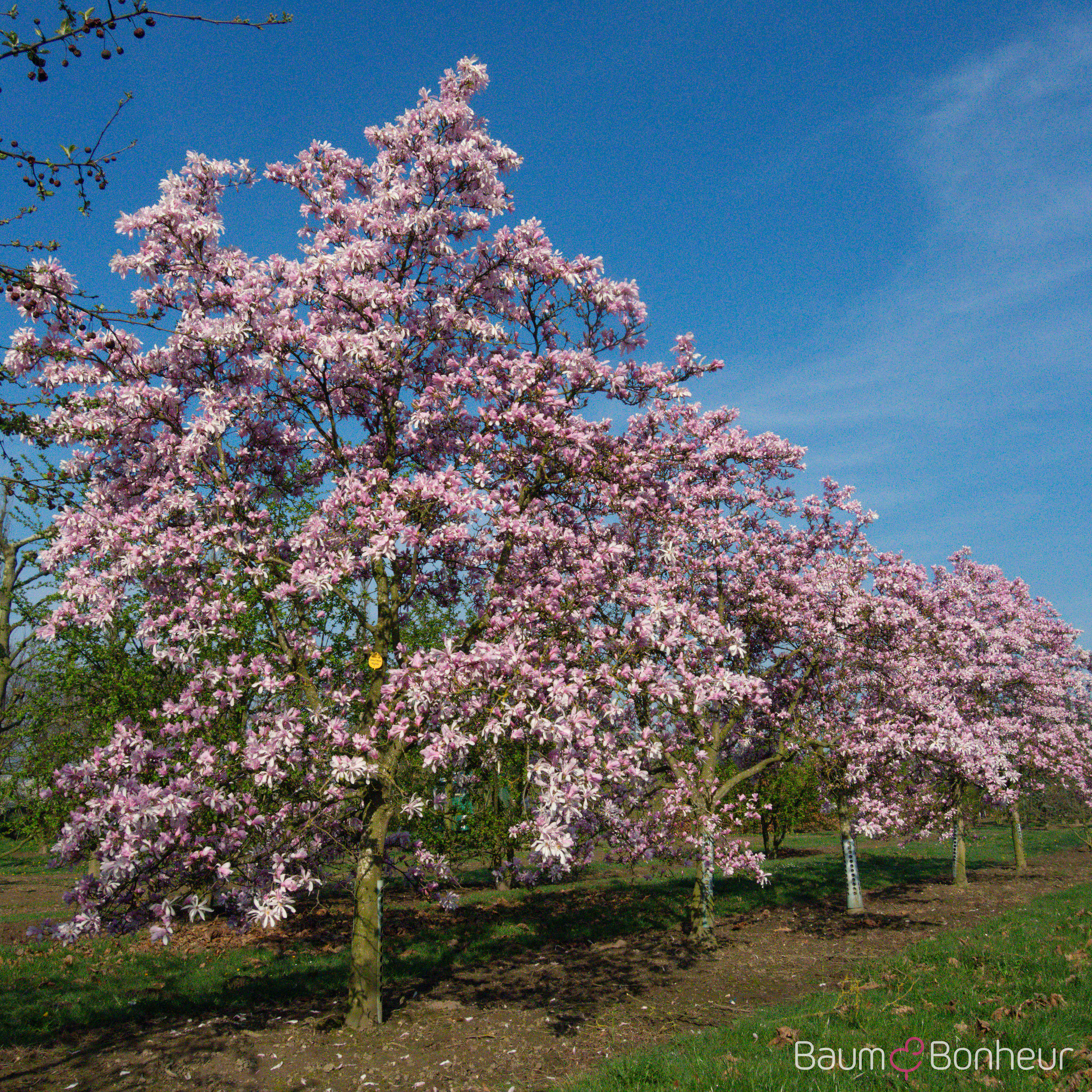 Magnolia loebneri 'Leonard Messel'