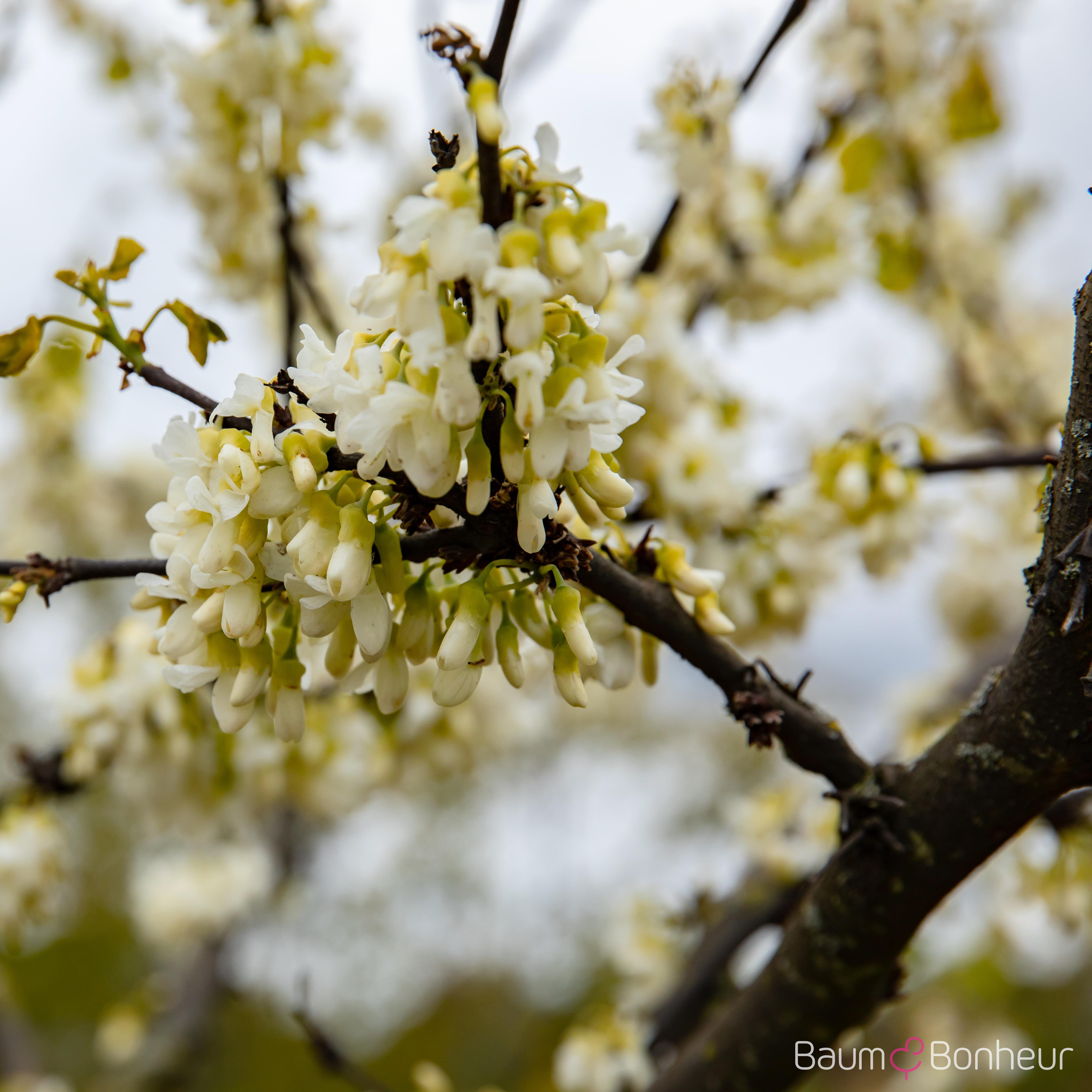 Cercis siliquastrum 'Alba'