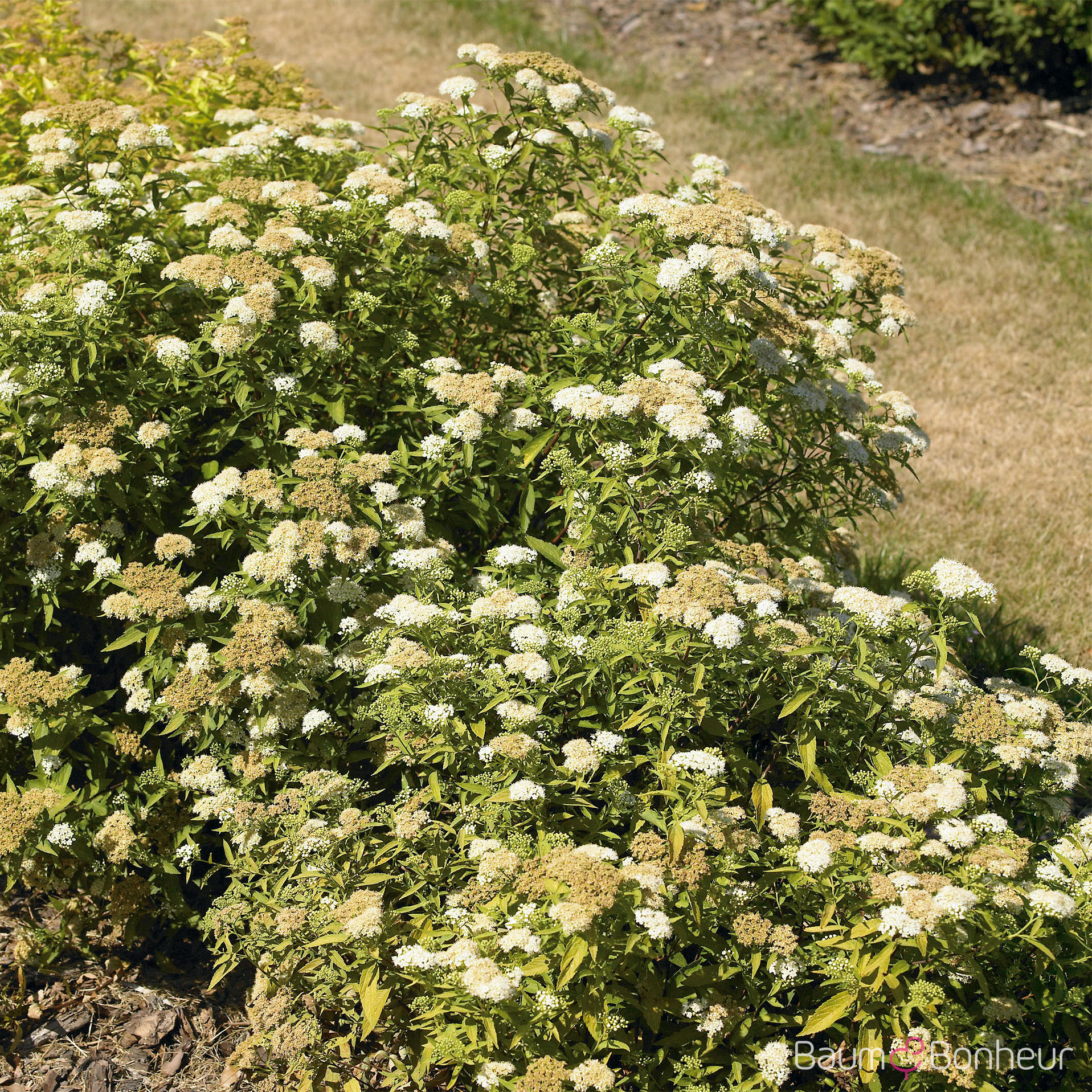Spiraea japonica 'Albiflora'