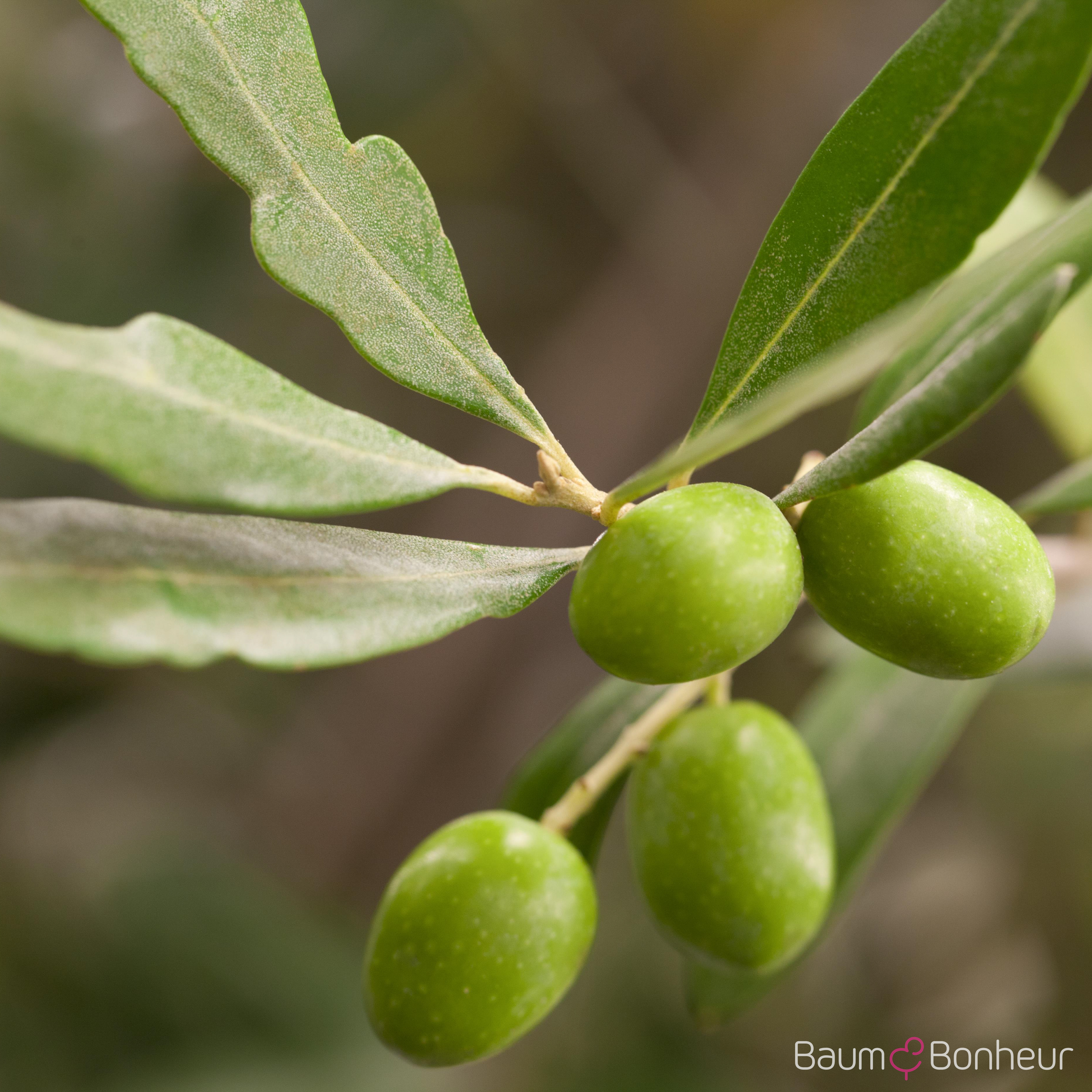 Olea europaea