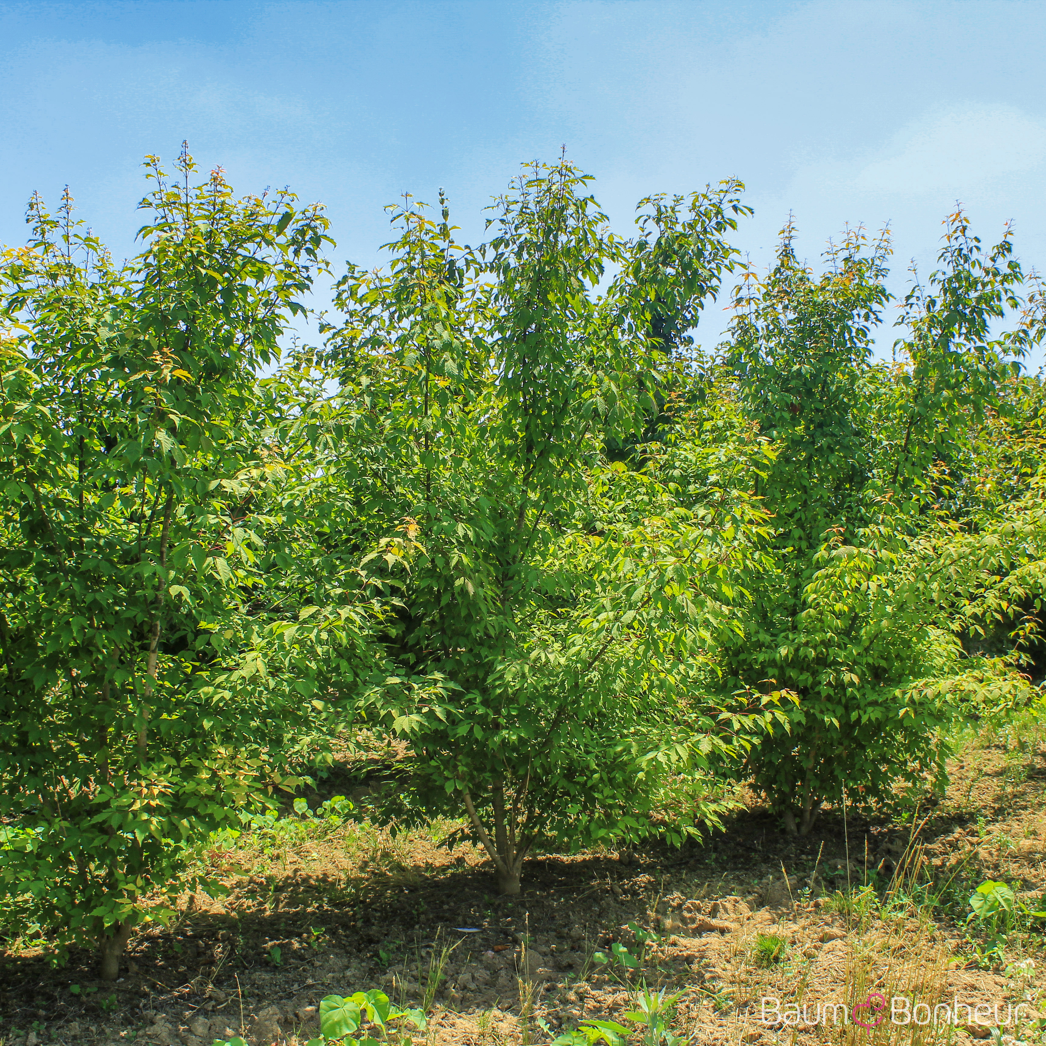 Acer cissifolium