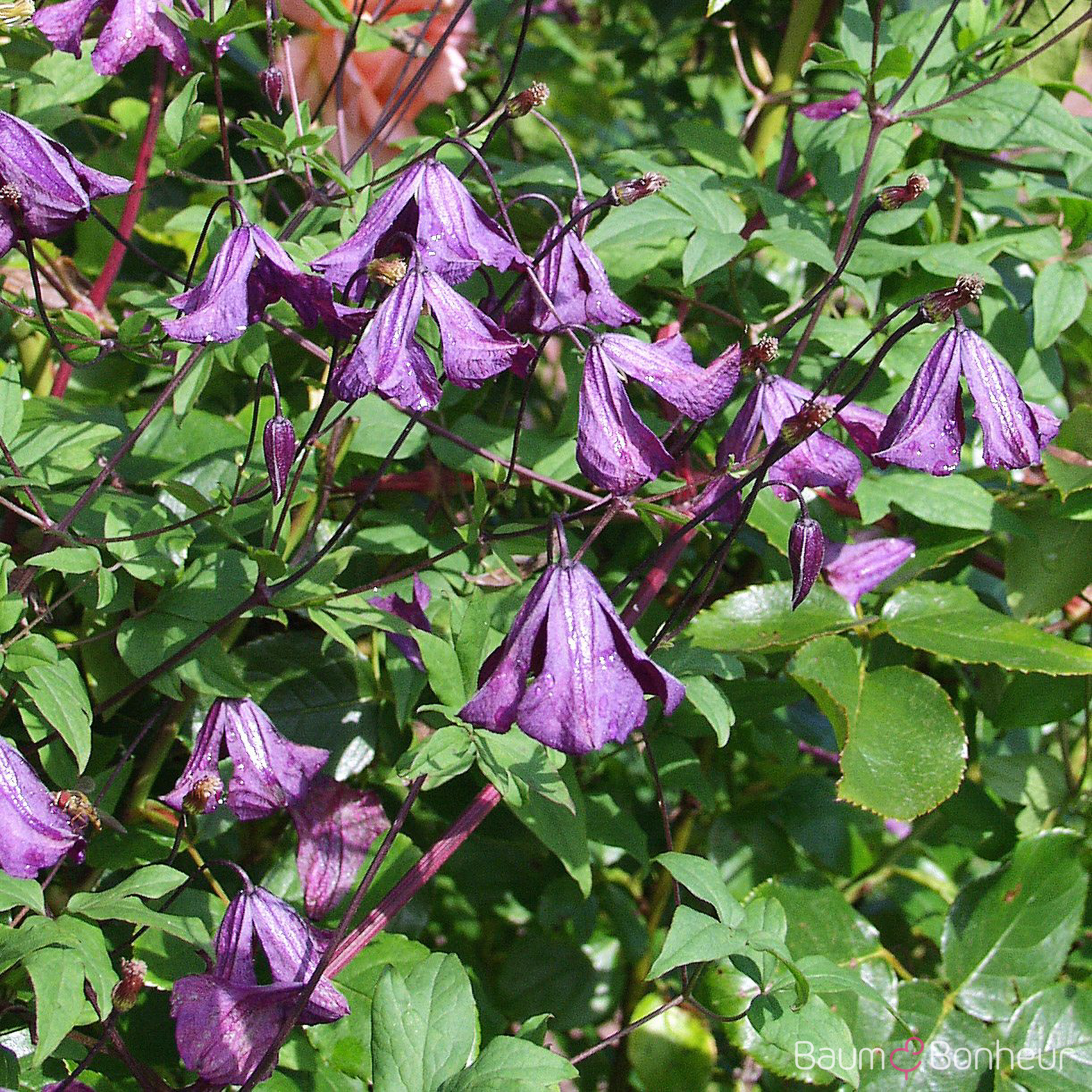 Clematis viticella