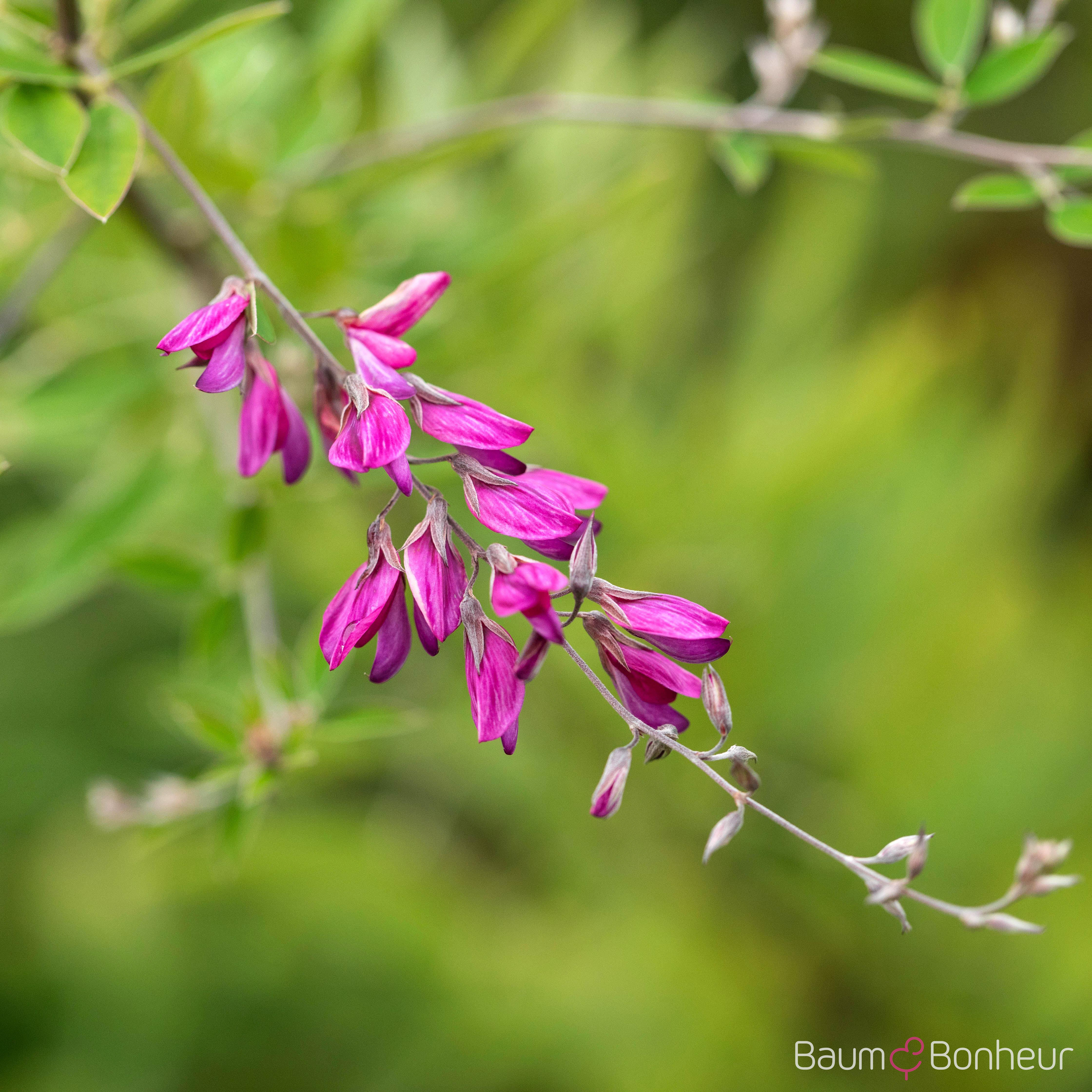 Lespedeza thunbergii