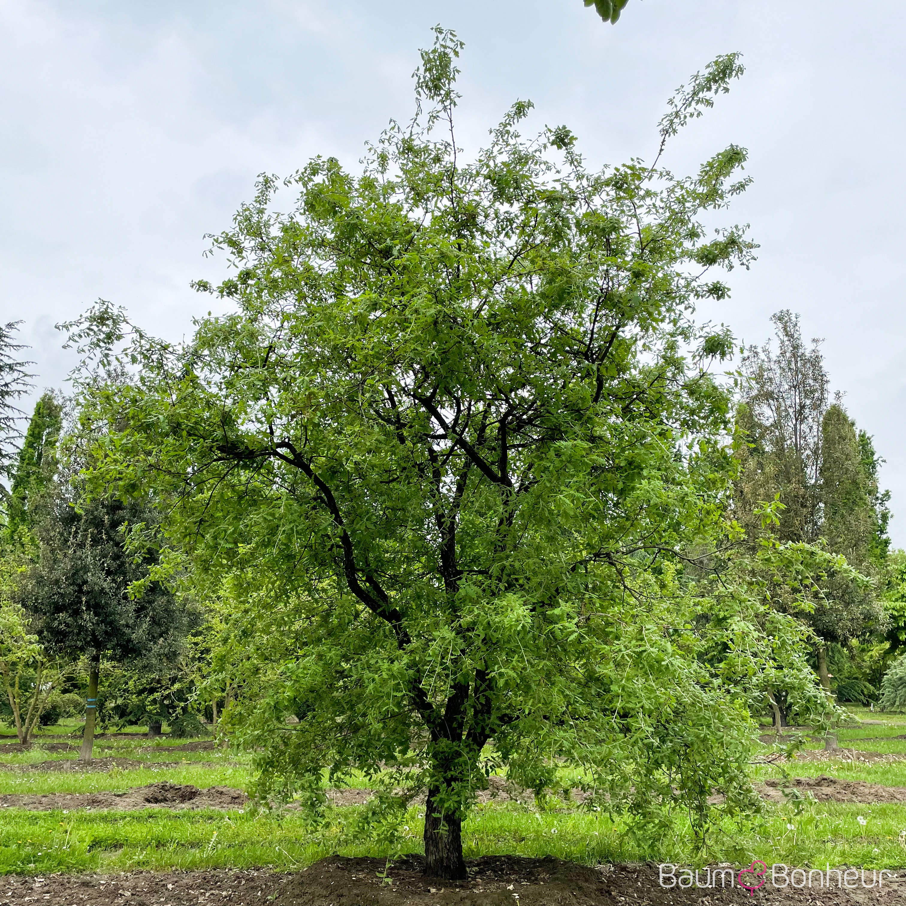 Quercus pubescens