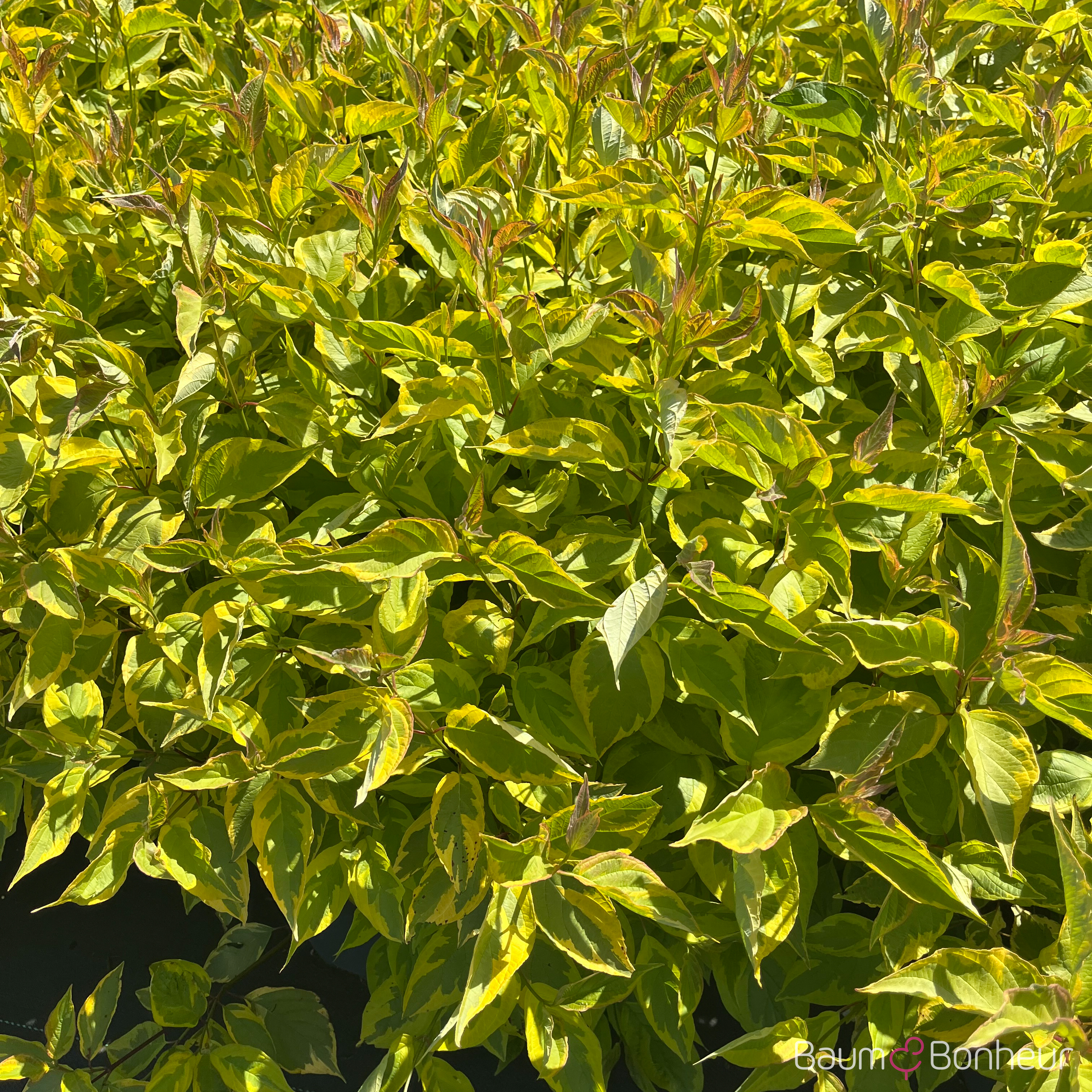 Cornus alba 'Spaethii'