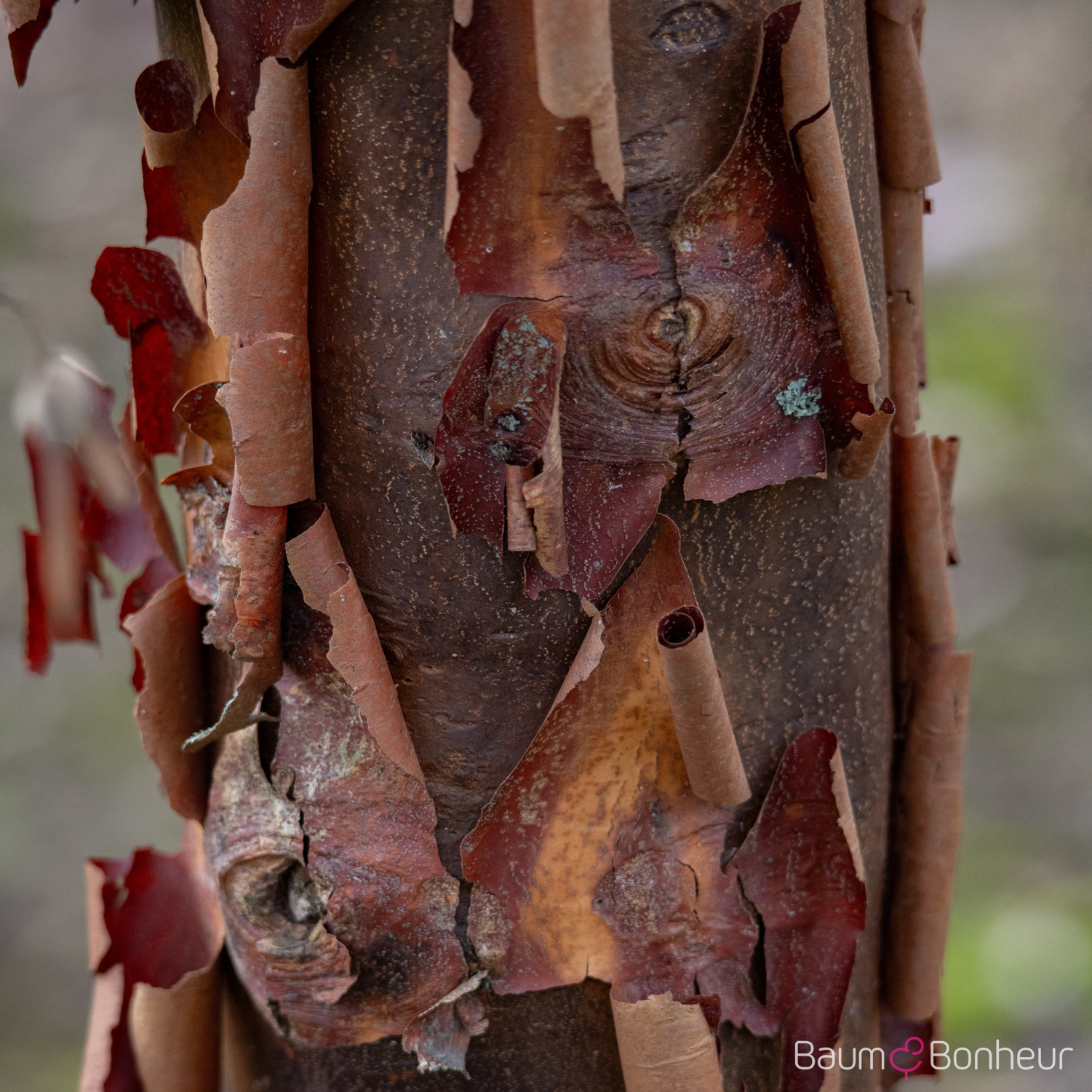 Acer griseum