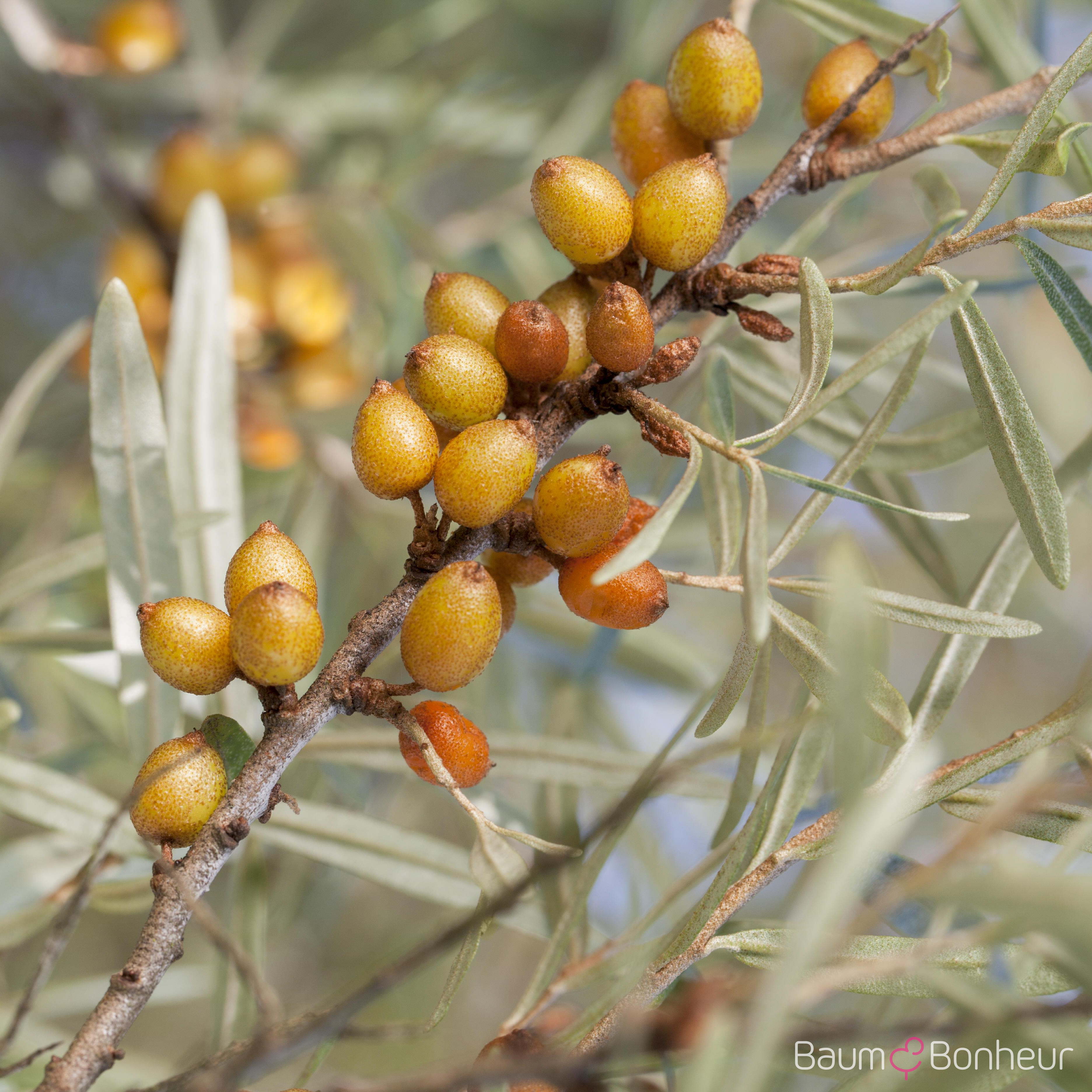 Hippophae rhamnoides 'Leikora'