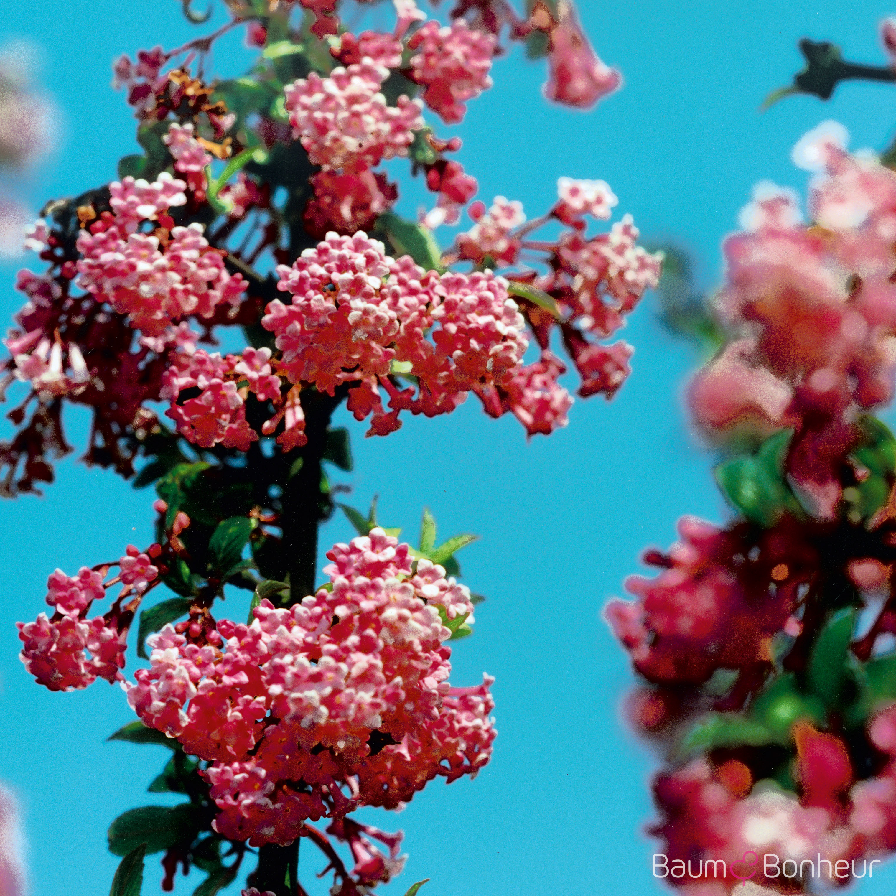 Viburnum bodnantense 'Dawn'