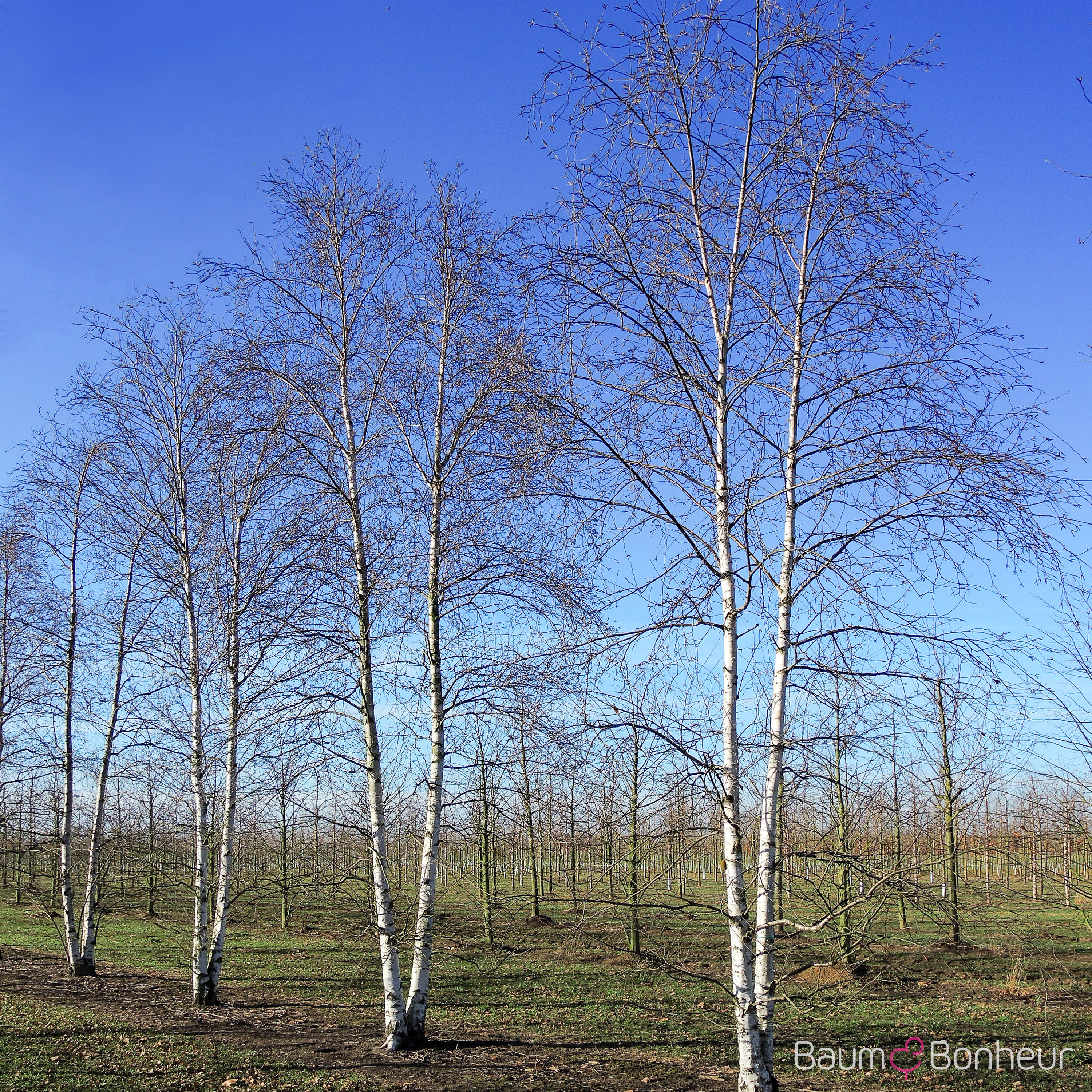 Betula pubescens