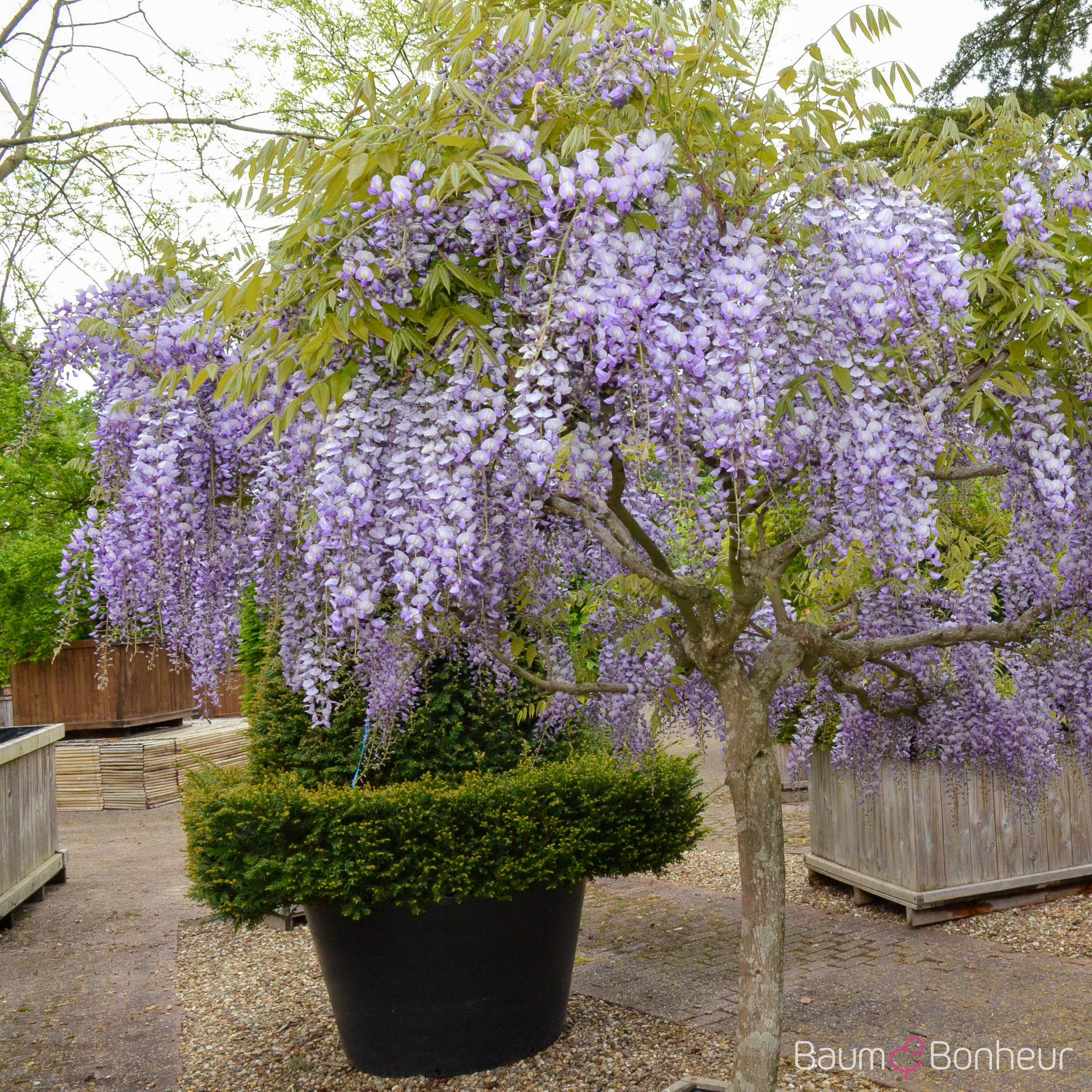 Wisteria sinensis