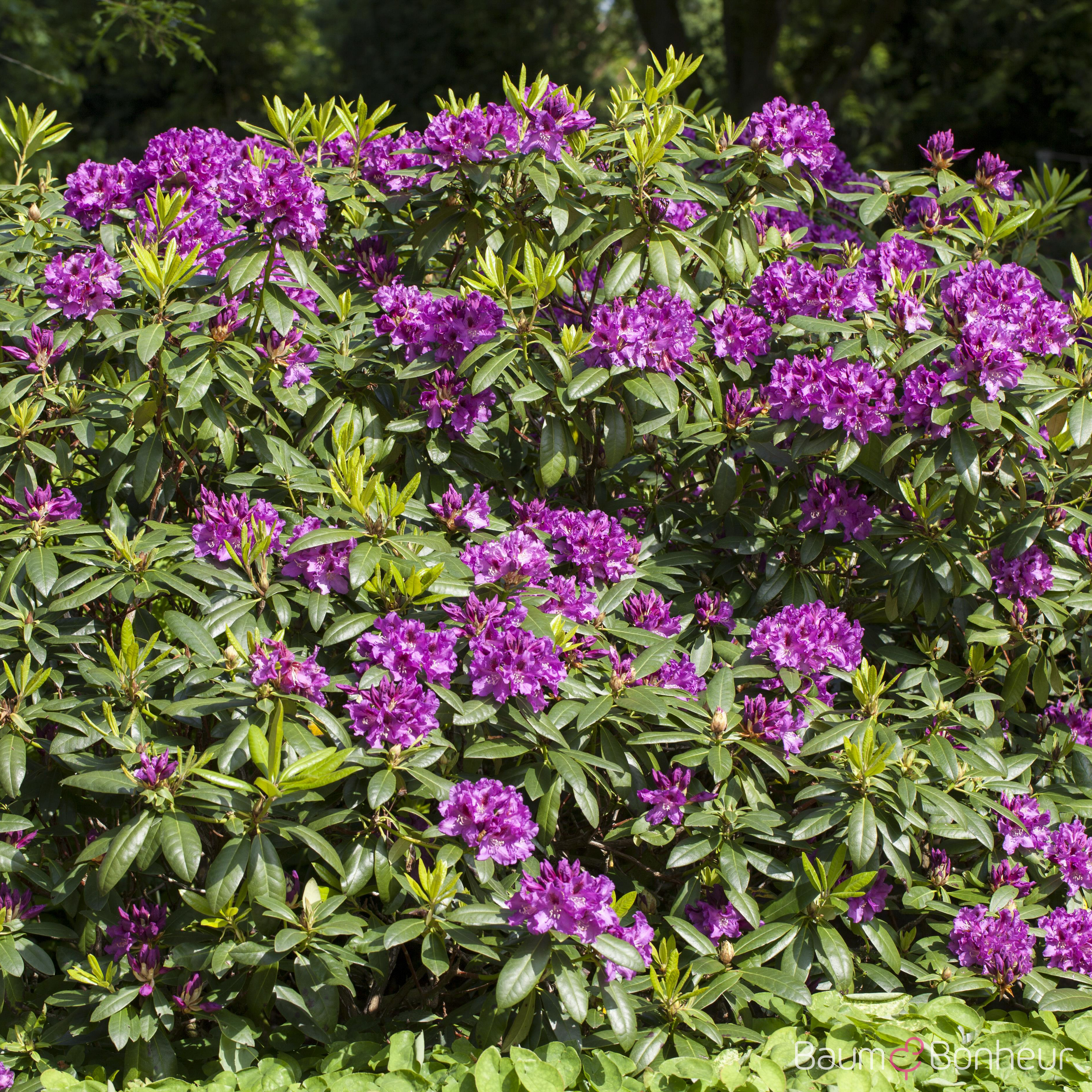 Rhododendron 'Rasputin'