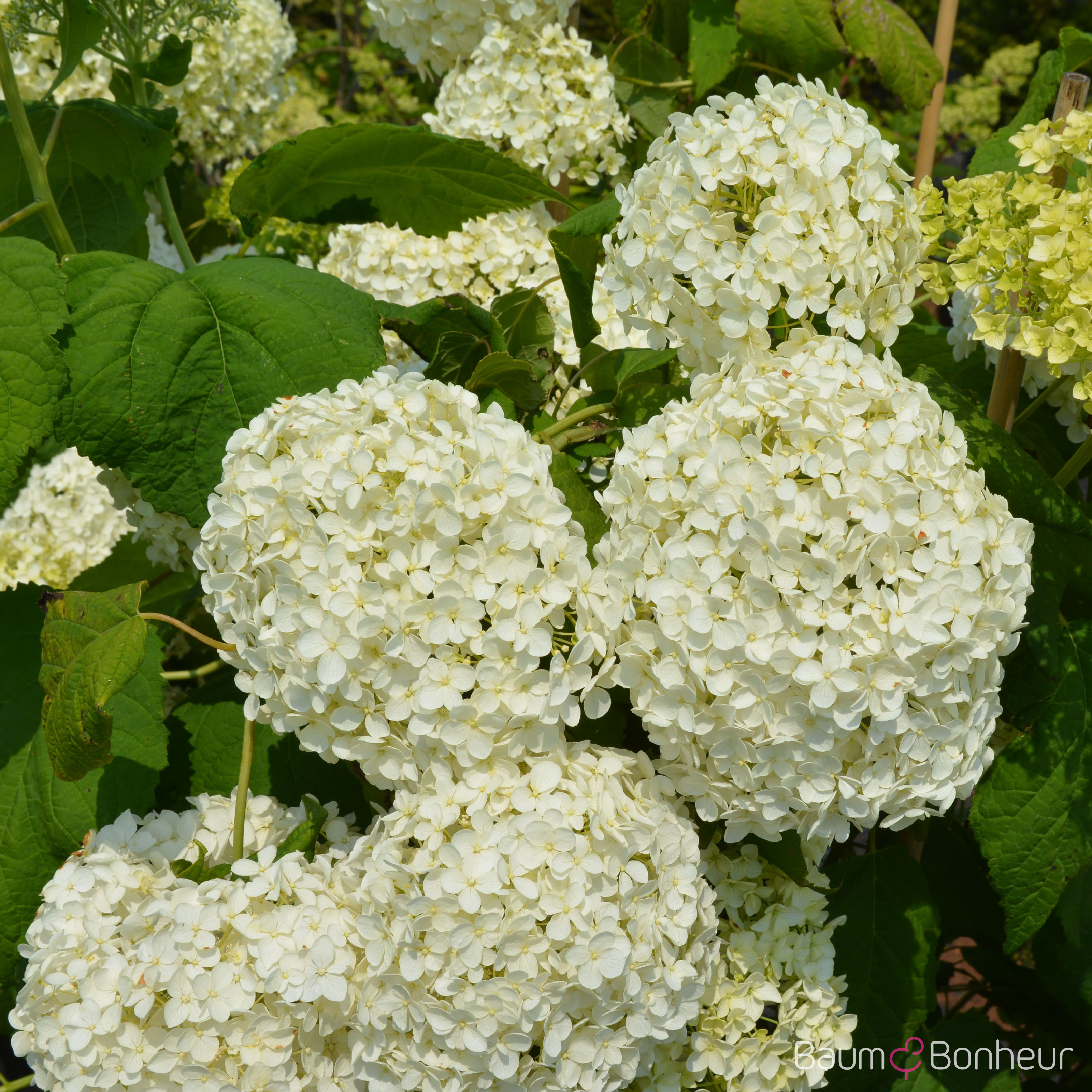 Hydrangea arborescens 'Grandiflora'