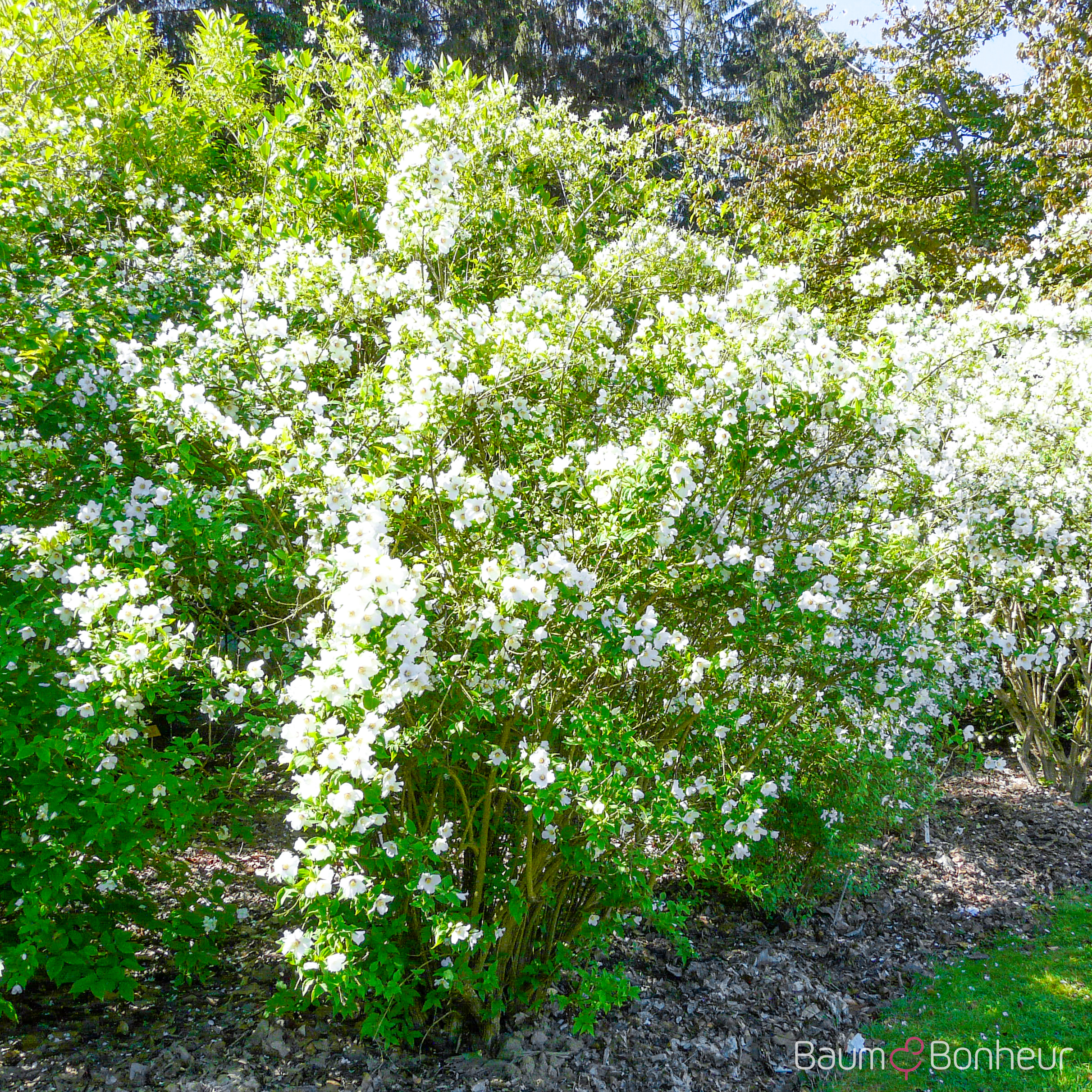 Philadelphus 'Manteau d'Hermine'