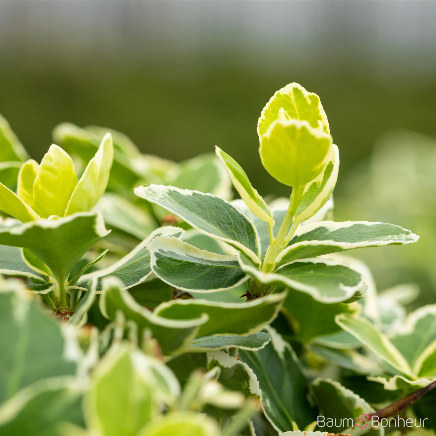 Euonymus fortunei 'Emerald Gaiety'