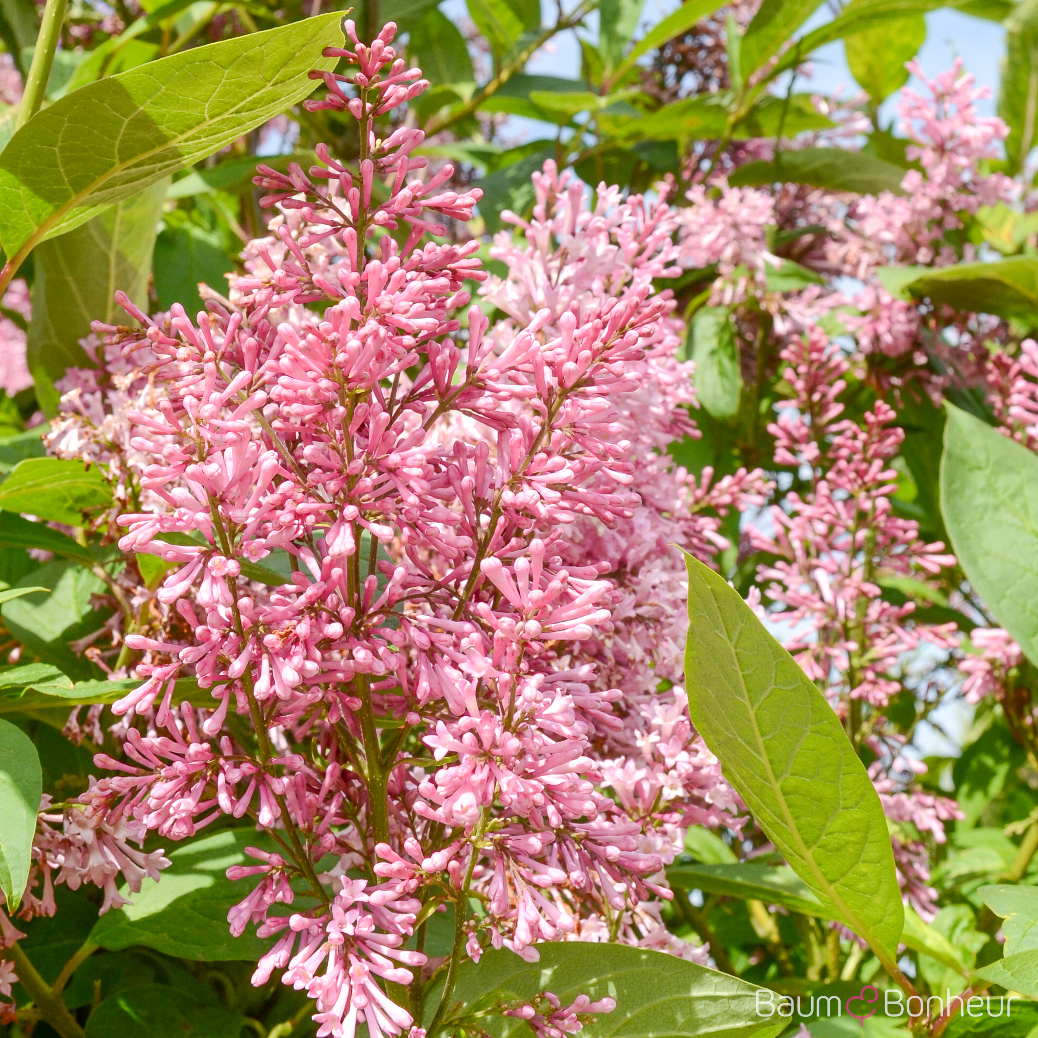 Syringa prestoniae 'Royalty'