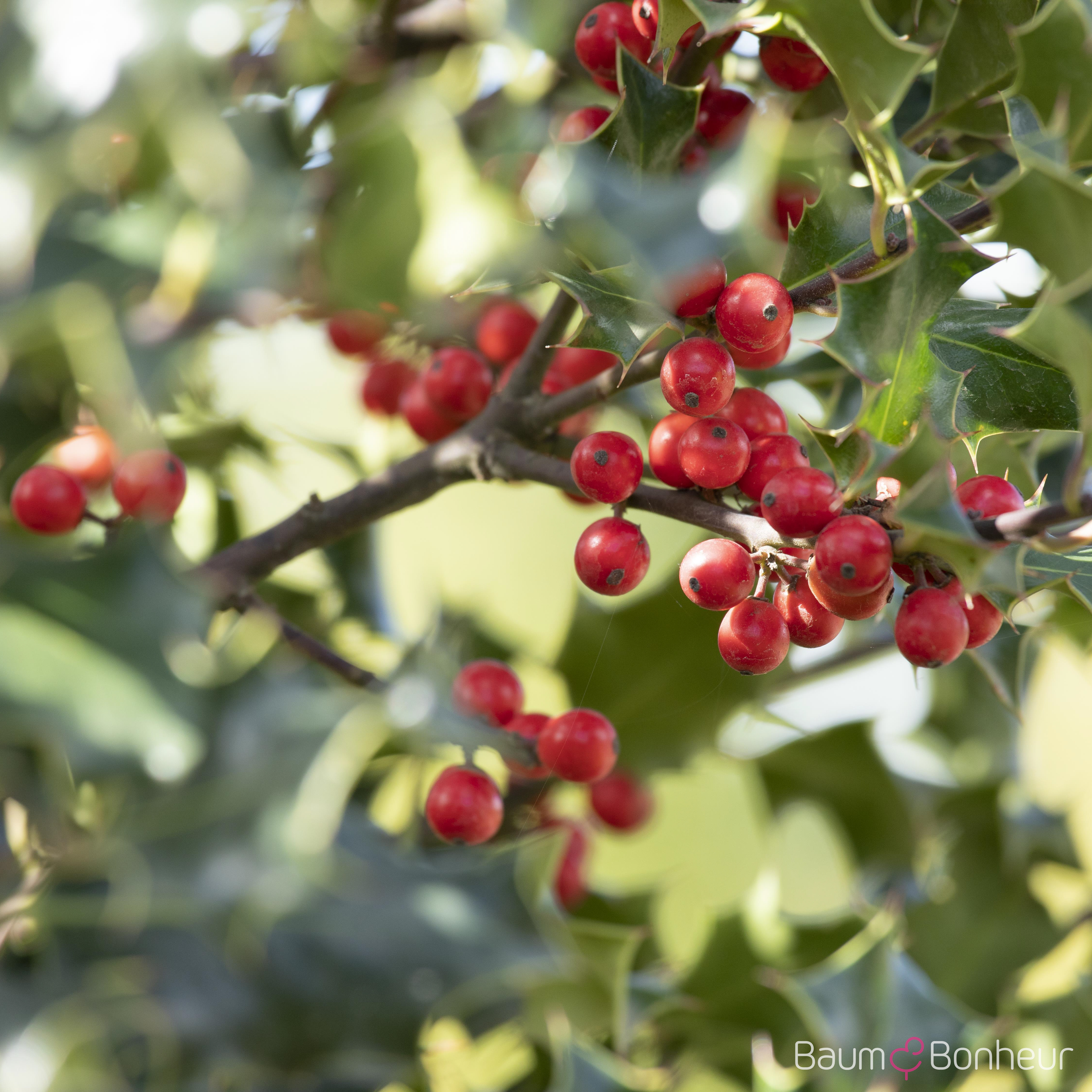 Ilex aquifolium 'Alaska'
