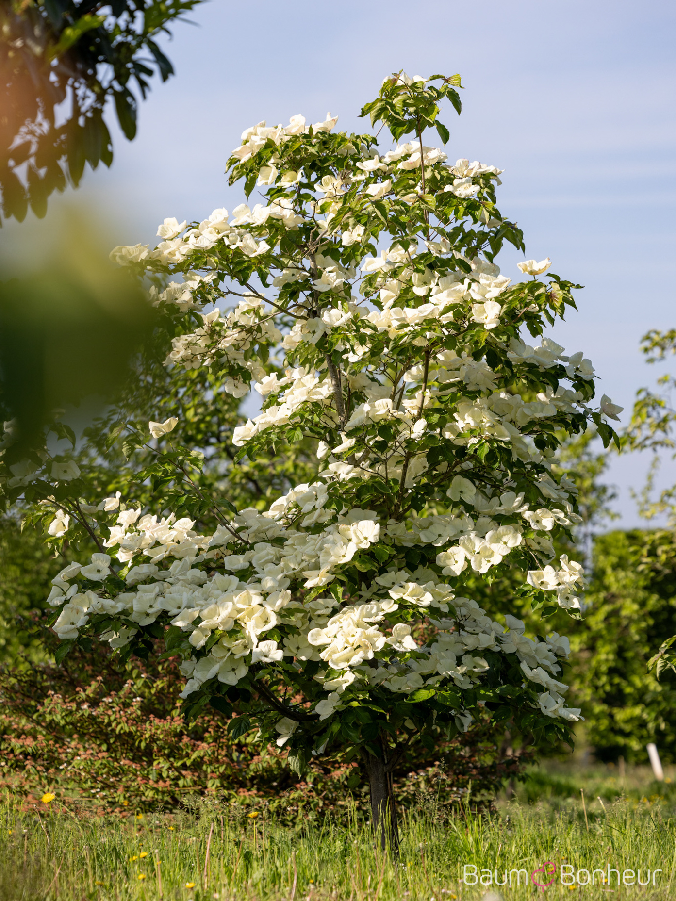 Cornus kousa 'Venus' ®