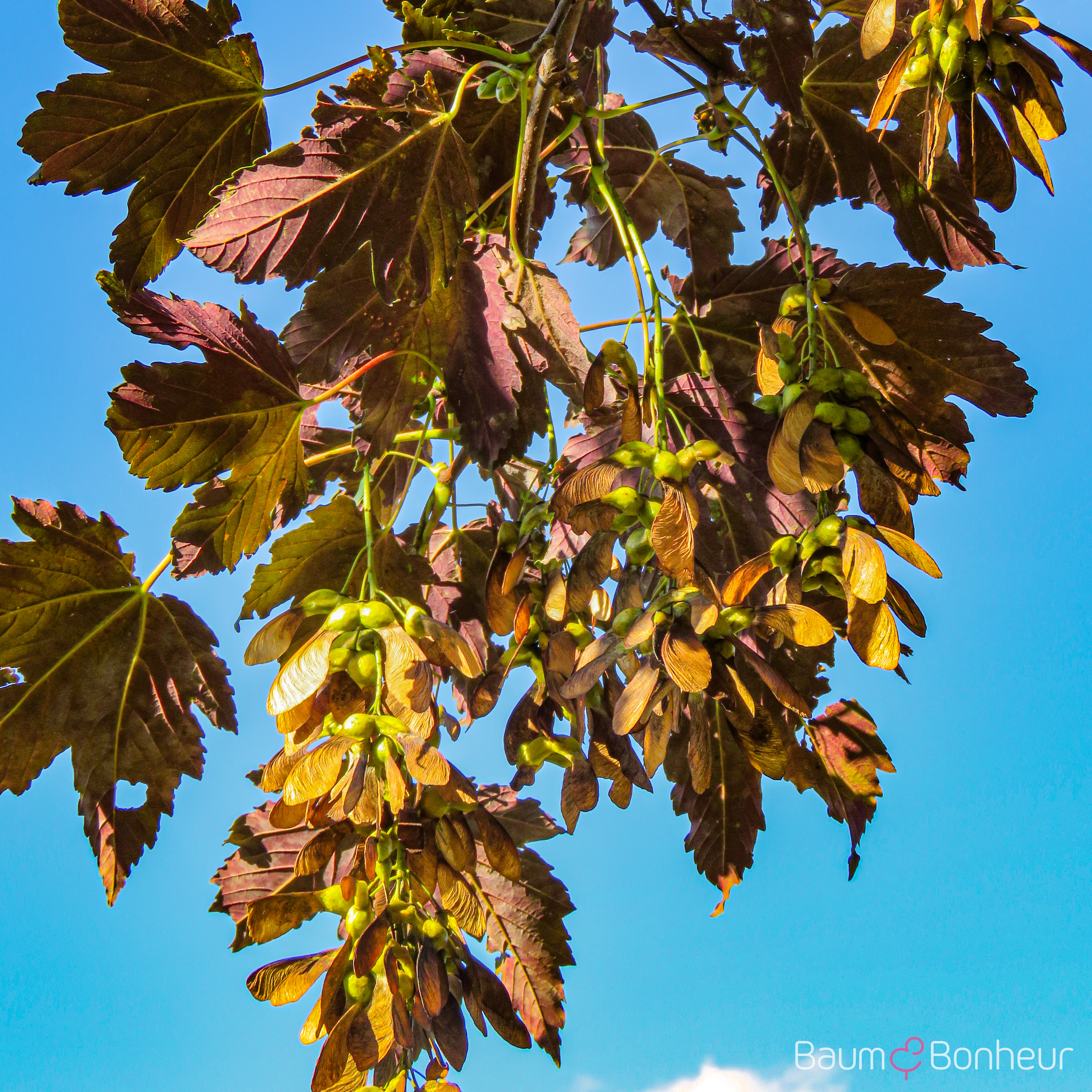 Acer pseudoplatanus 'Atropurpureum'