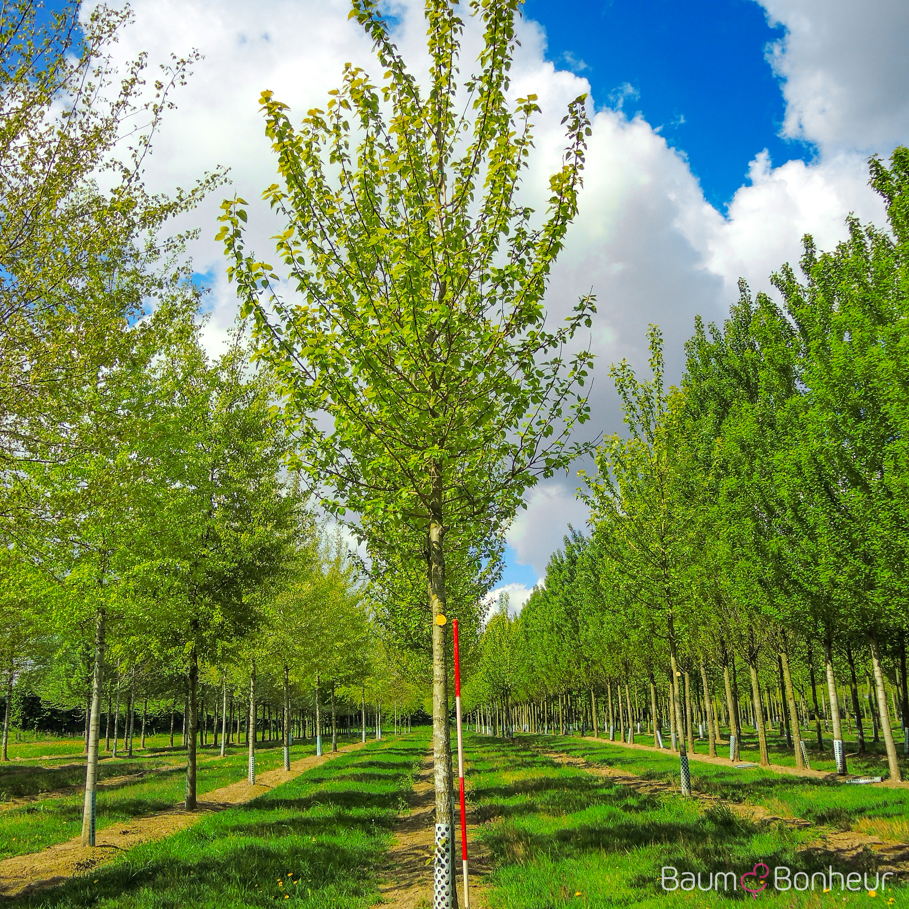 Populus balsamifera
