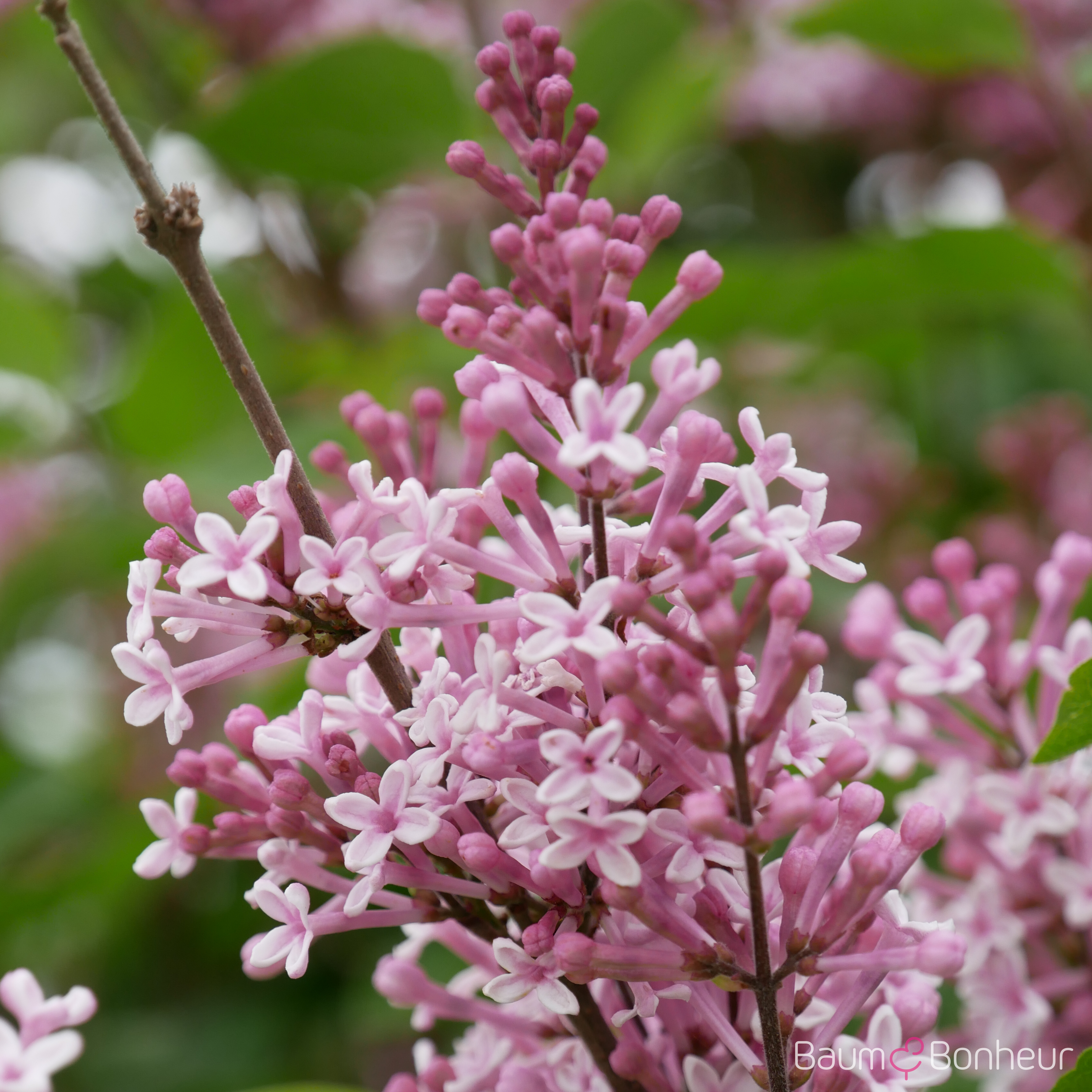 Syringa meyeri 'Palibin'