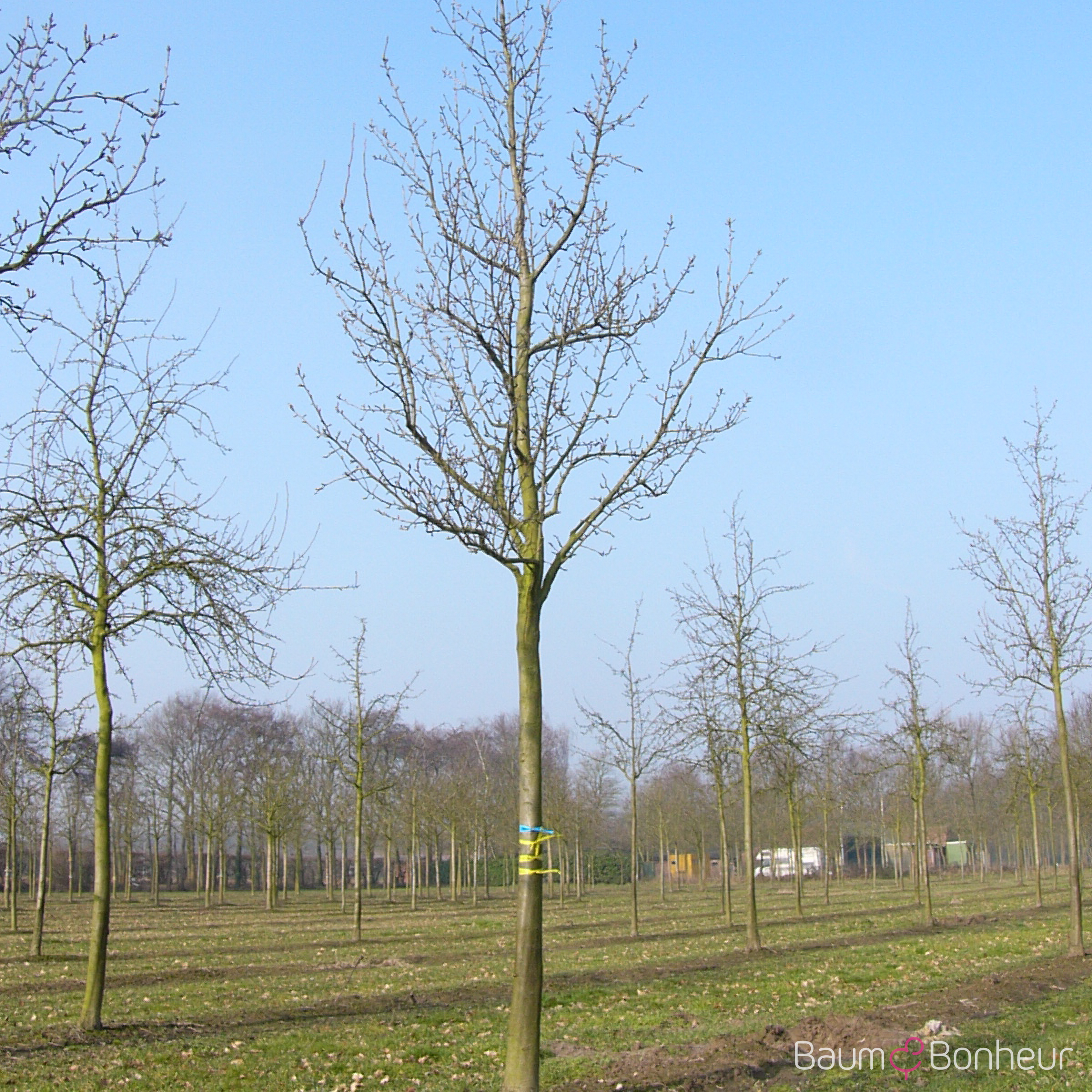 Pyrus communis 'Vereins Dechantsbirne'