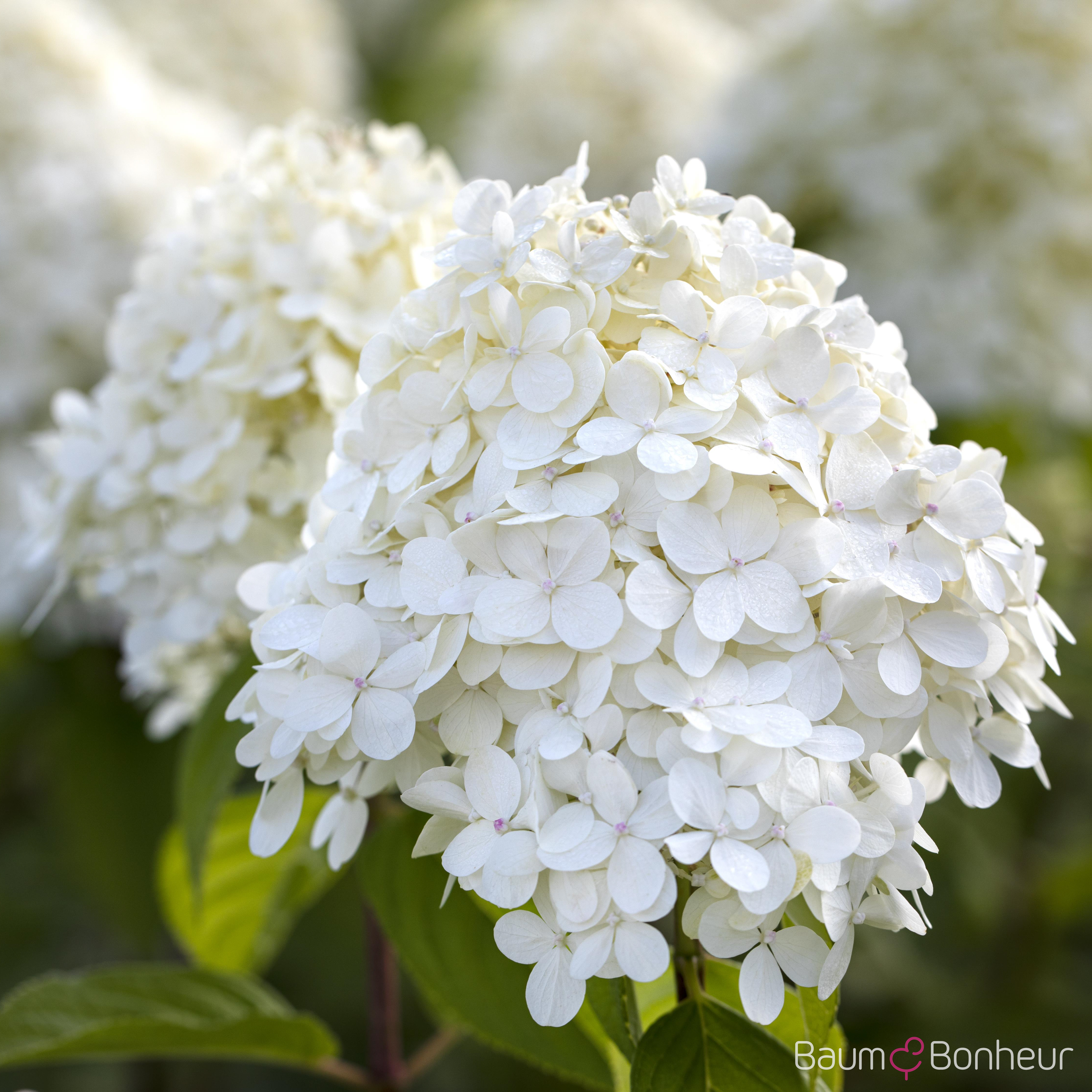Hydrangea paniculata 'Limelight' -S-