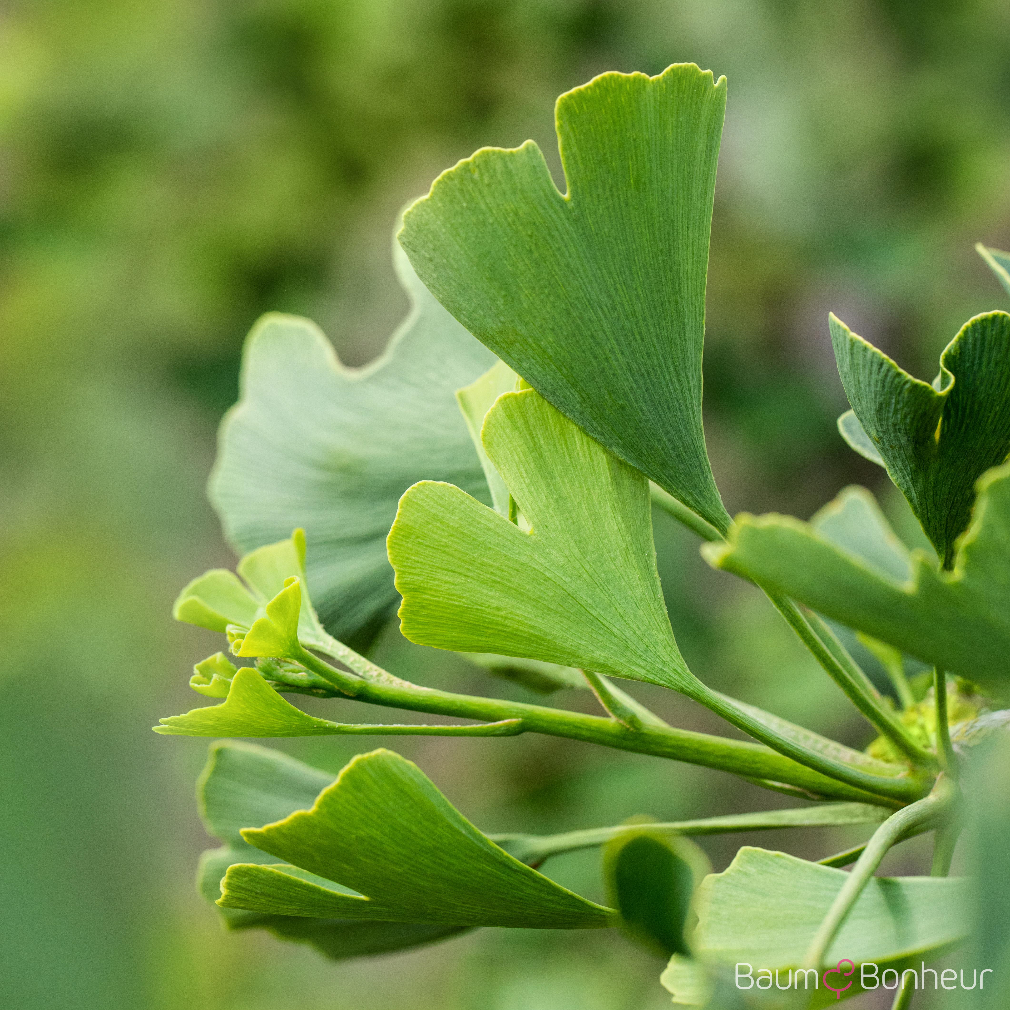Ginkgo biloba