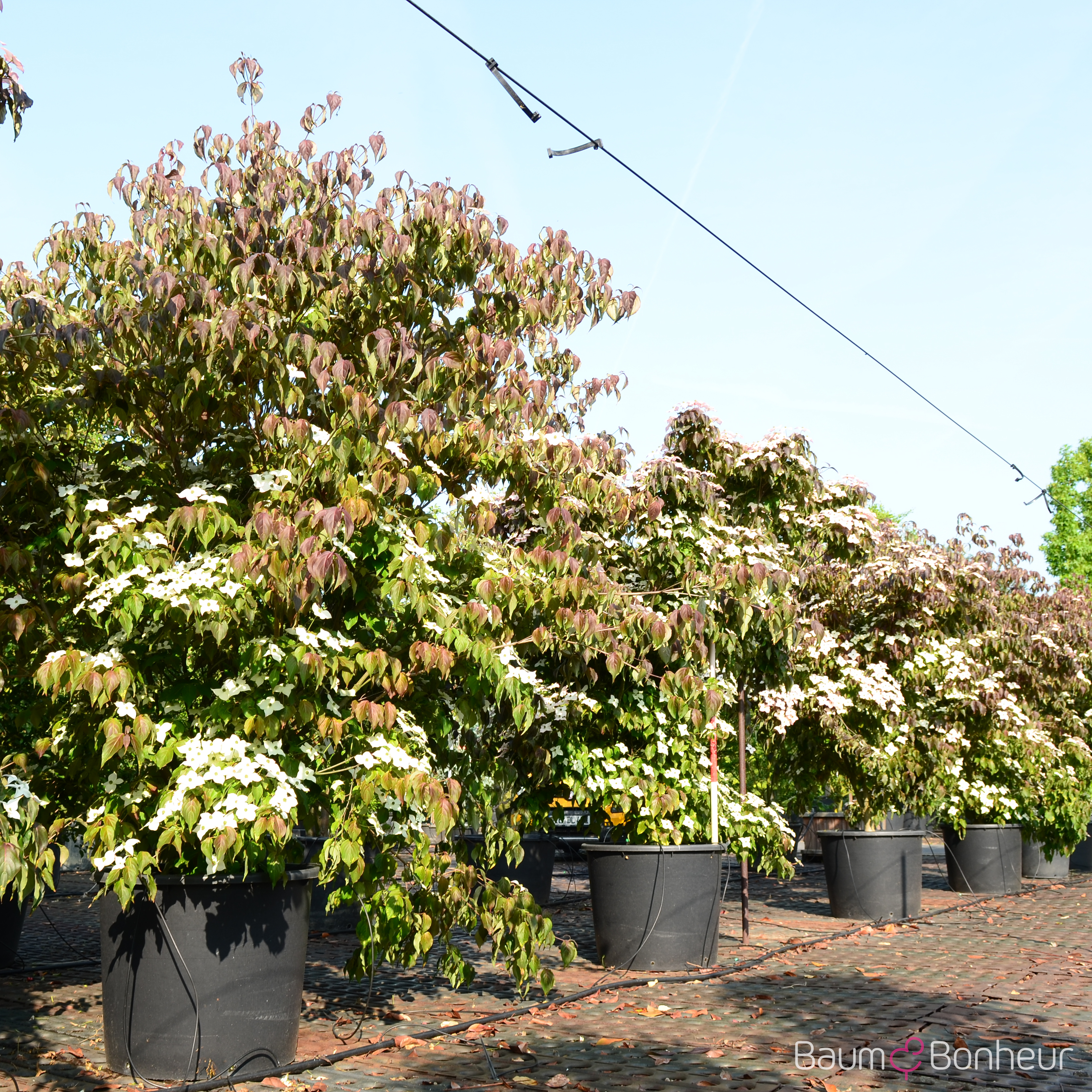 Cornus kousa 'Cappuccino'