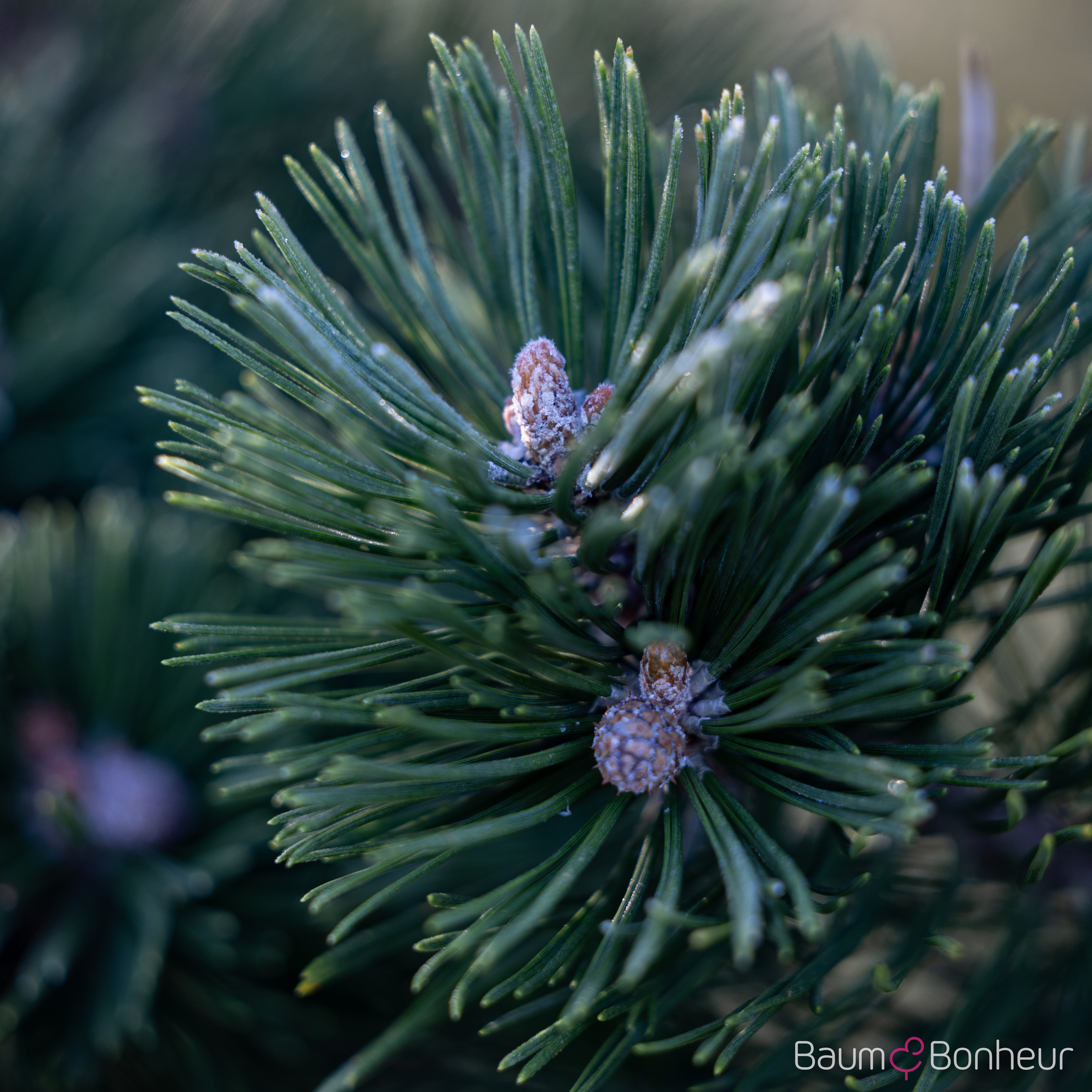 Pinus mugo 'Gnom'