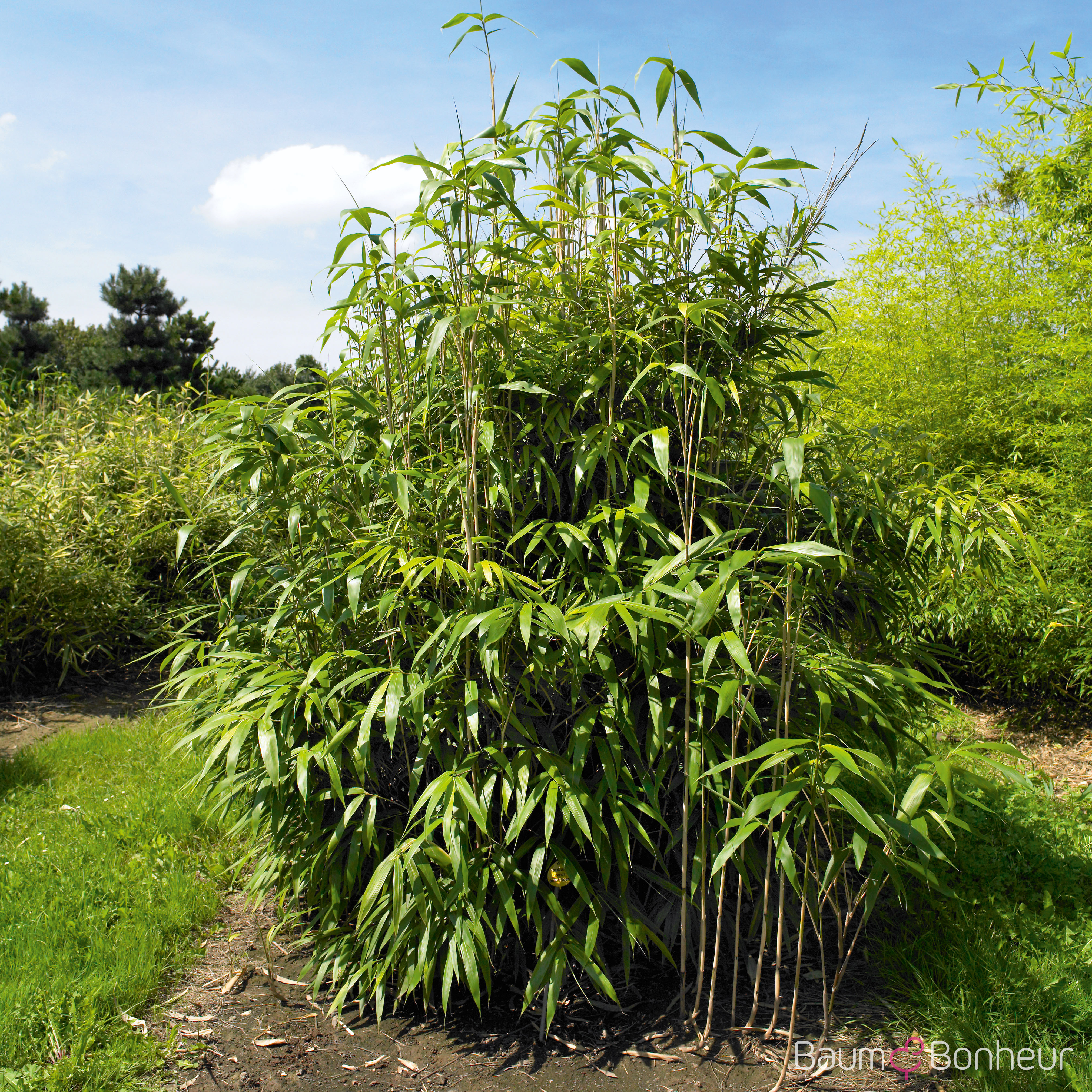 Pseudosasa japonica