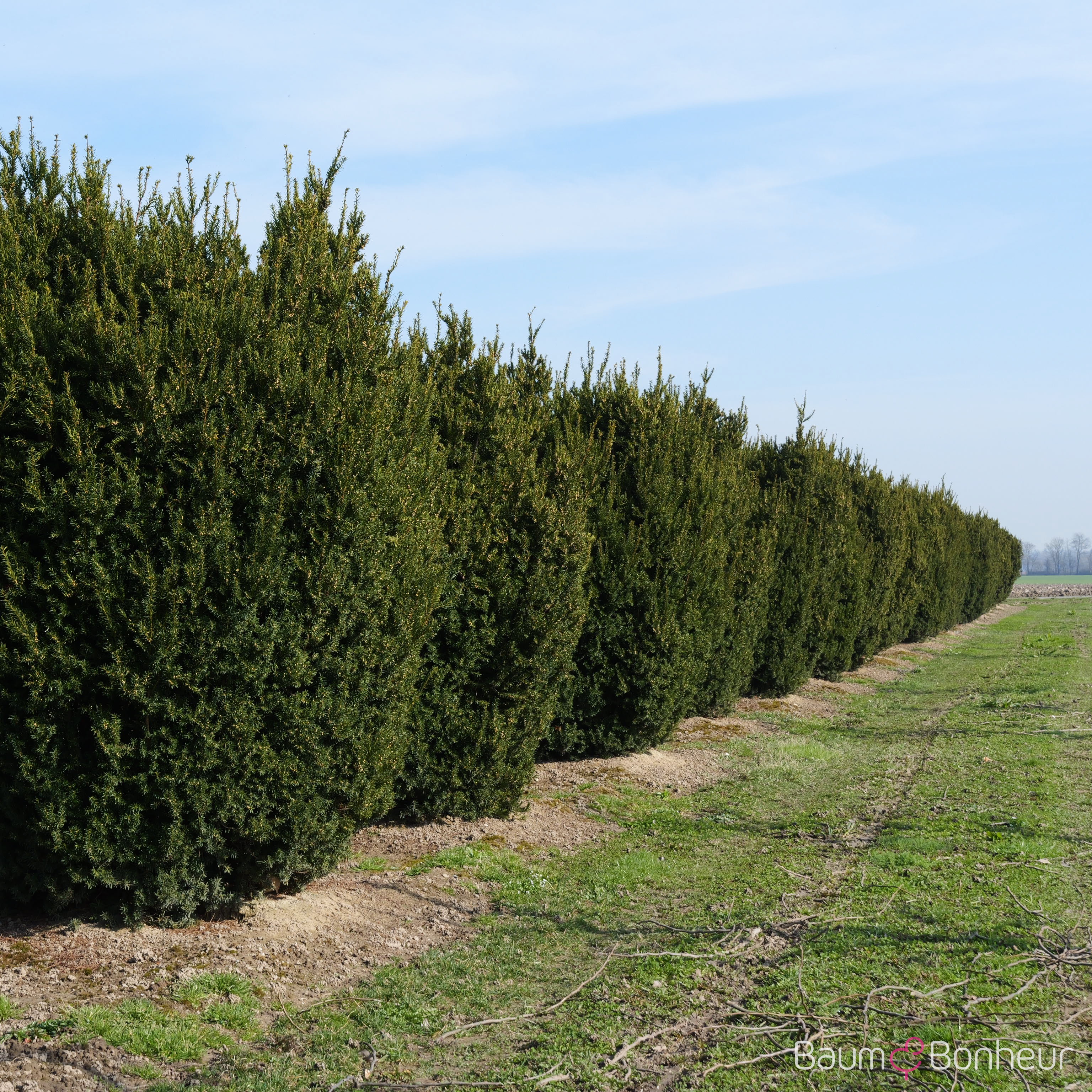 Taxus media 'Hillii'