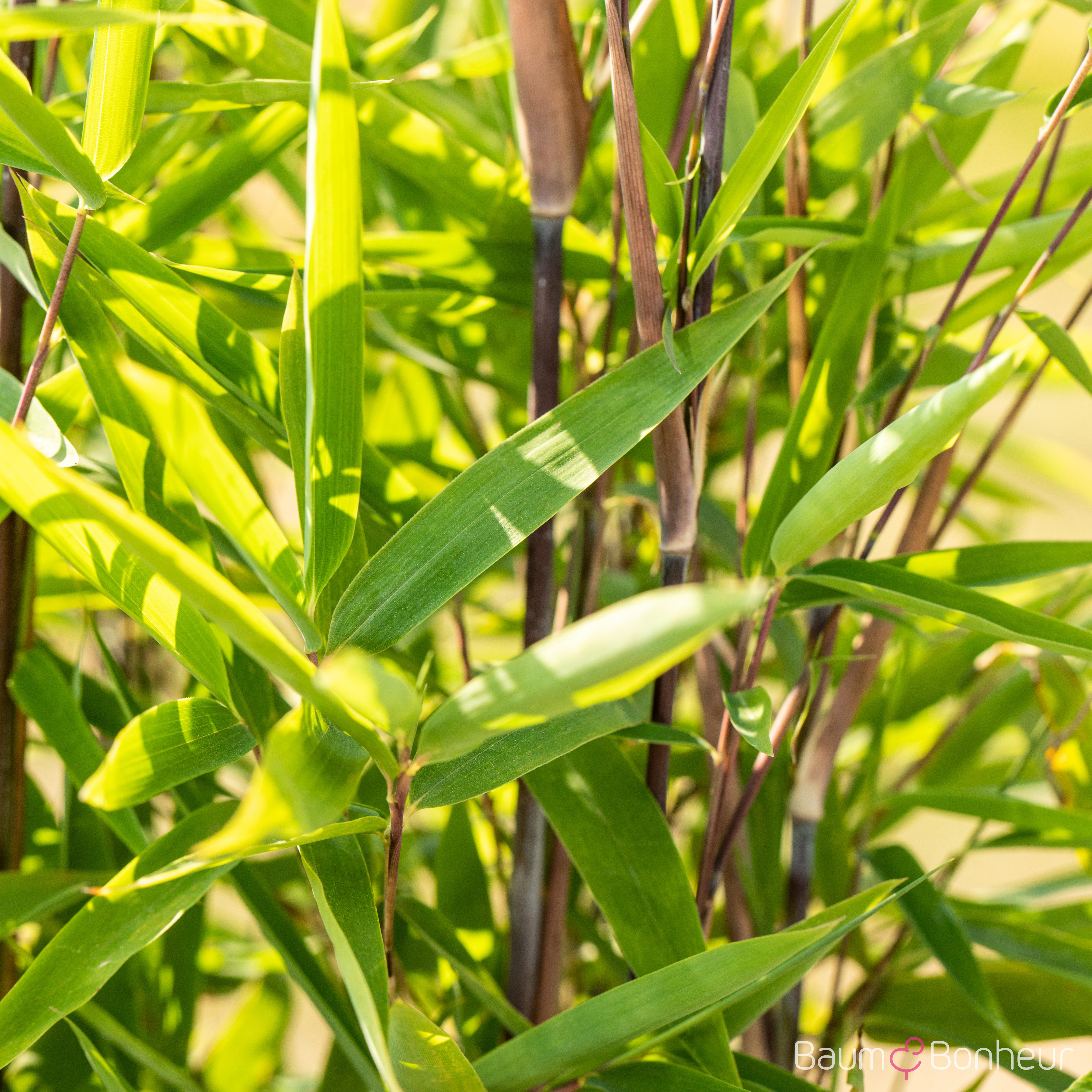 Phyllostachys nigra f. punctata