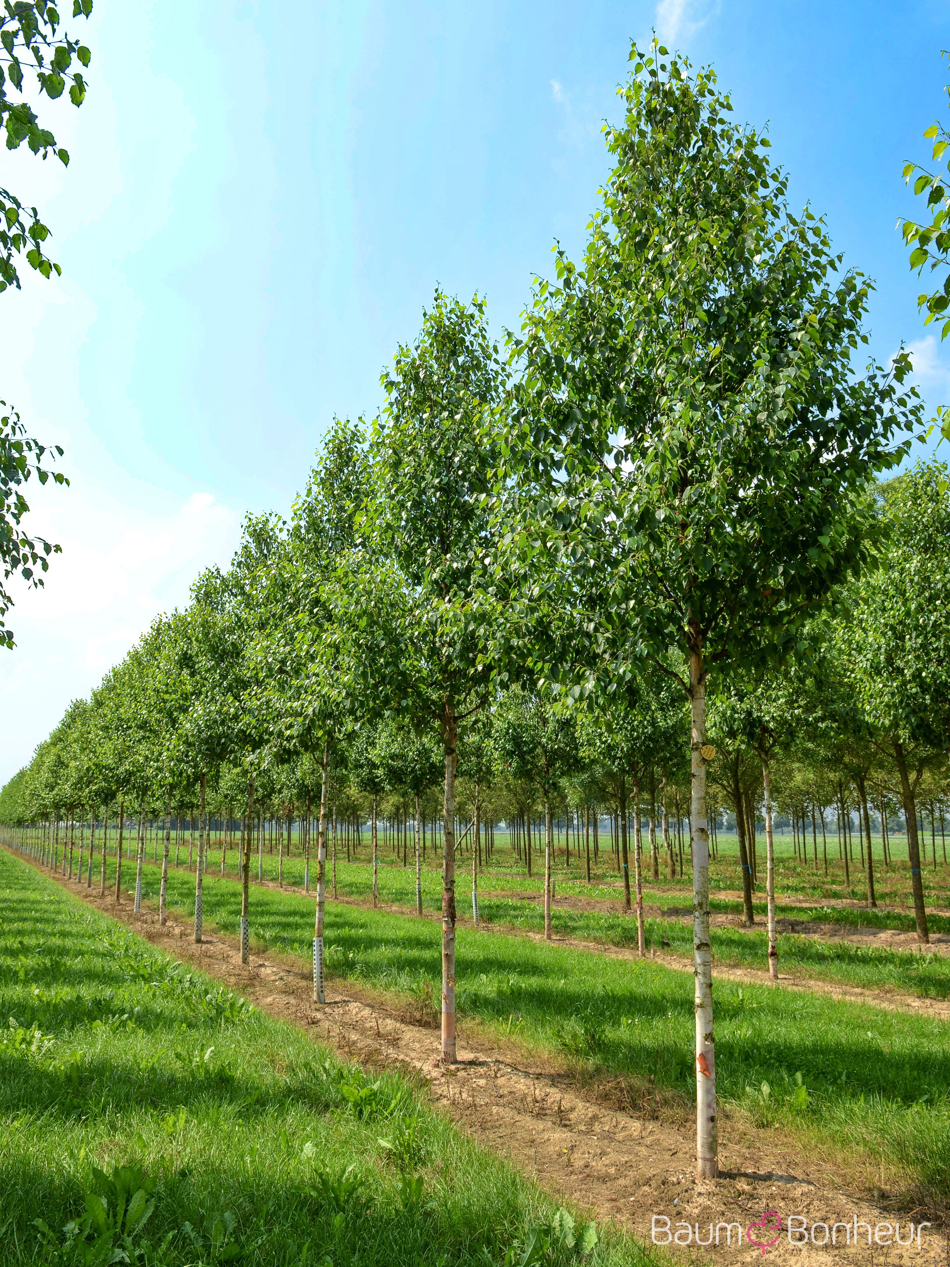 Betula albosinensis 'Fascination'